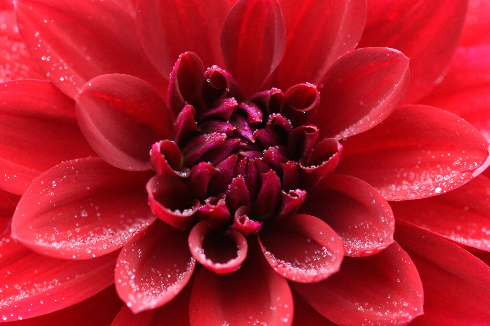 Nikon D750 sample photo. Dahlia, flower, red photography