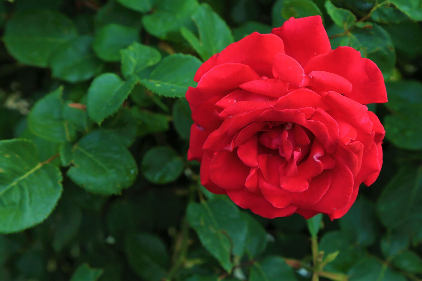 Canon EF 24-105mm F4L IS USM sample photo. Rose, pink, beautiful photography