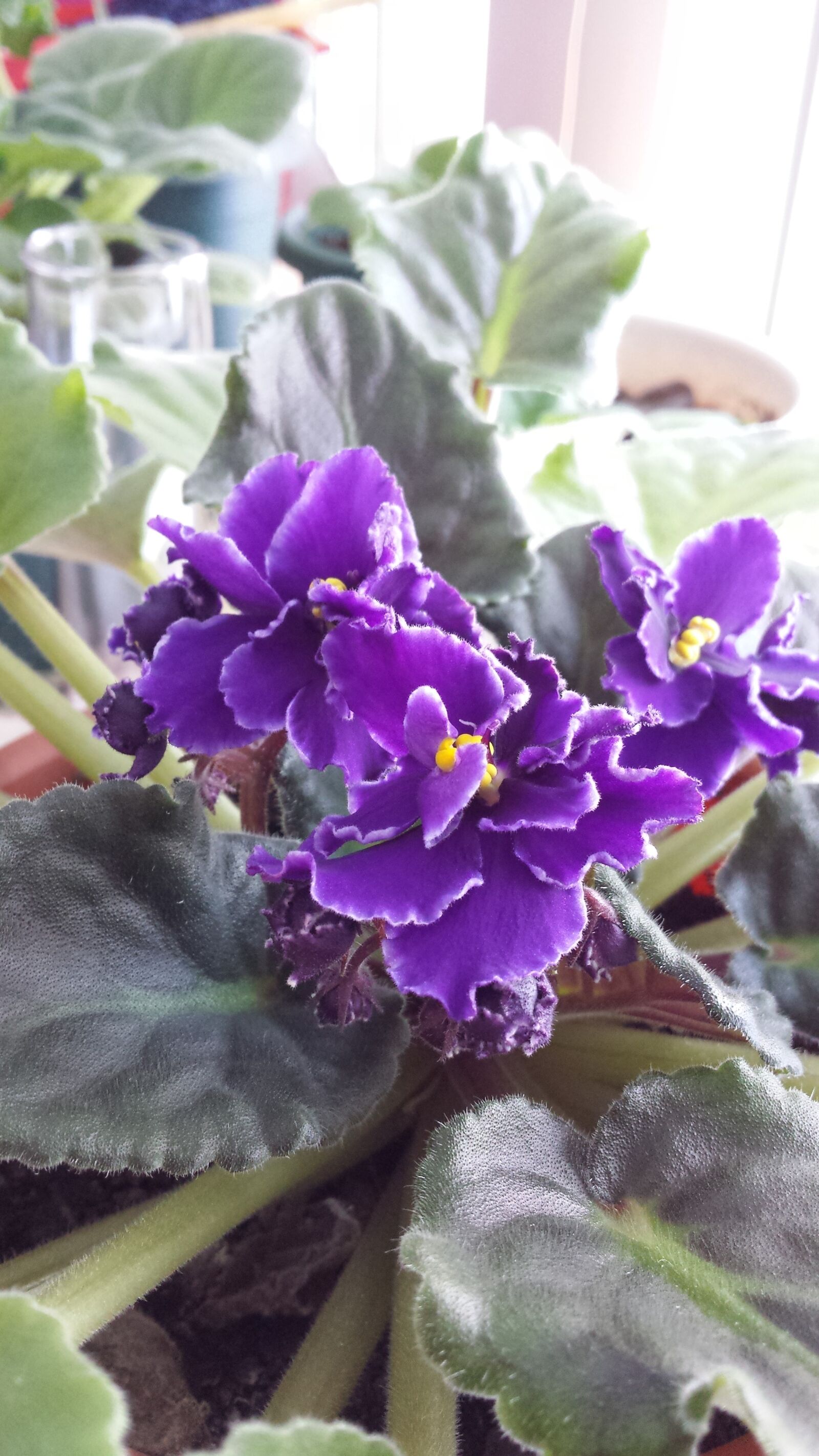 Samsung Galaxy S4 sample photo. Purple, flowers, violets, in photography