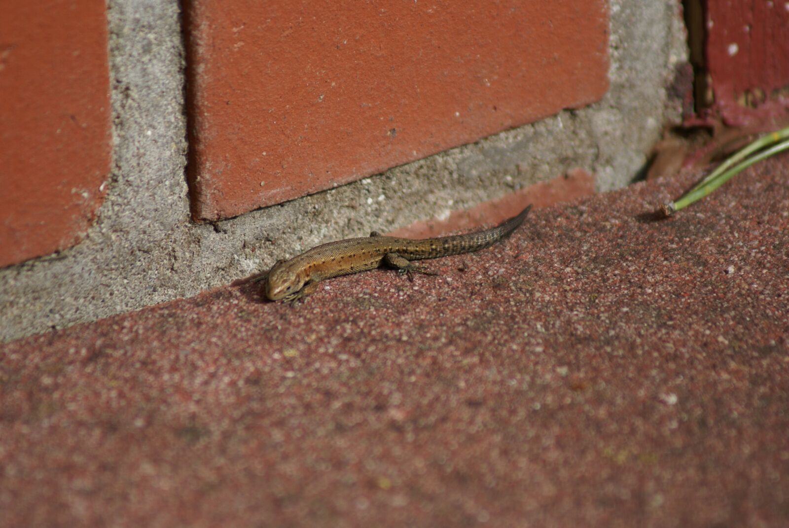 Sony Alpha DSLR-A100 sample photo. Lizard, nature, reptile photography
