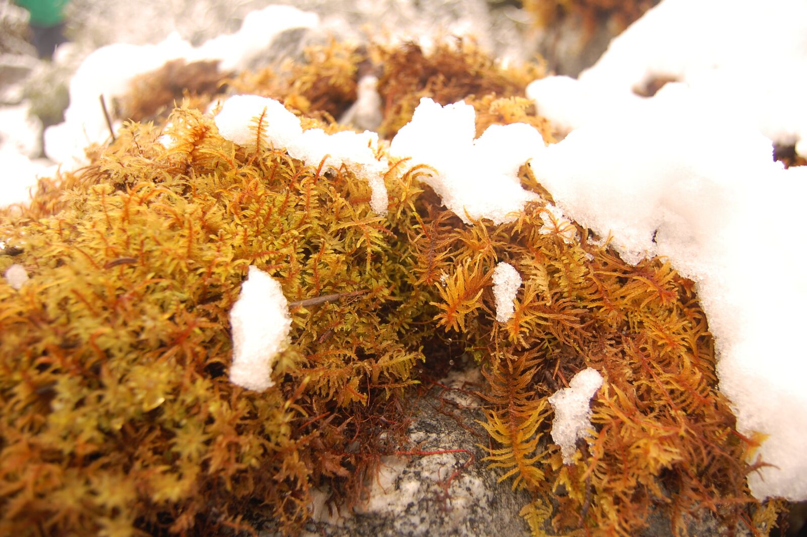 Nikon D40 sample photo. Snow, vegetation, stone photography
