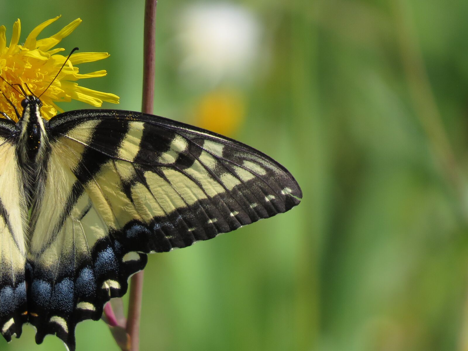 Canon PowerShot SX50 HS sample photo. Butterfly, nature, insect photography