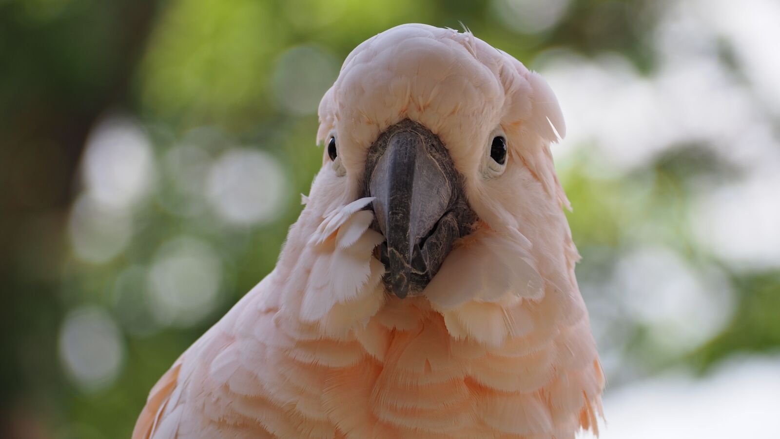 Olympus OM-D E-M10 II sample photo. Moluccan, bird, white photography