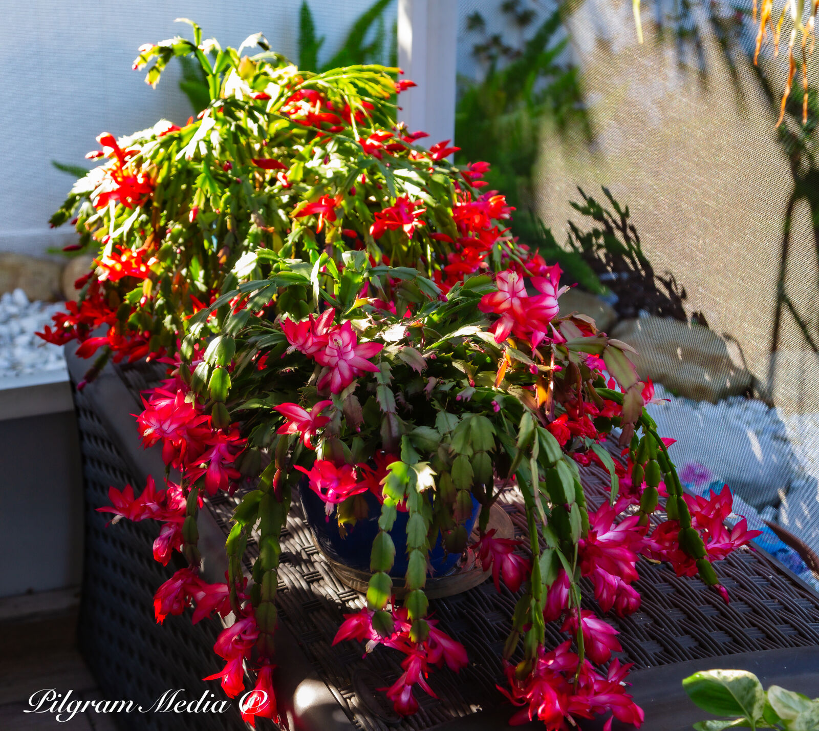 Canon EOS-1D X sample photo