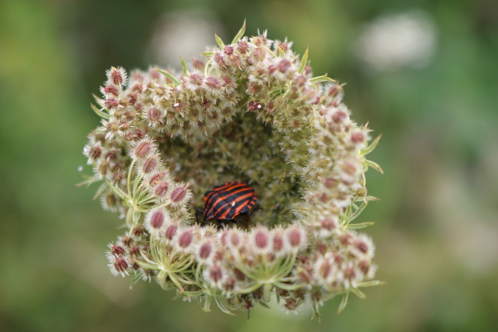 Canon EOS 750D (EOS Rebel T6i / EOS Kiss X8i) sample photo. Shield bug, minstrel bug photography