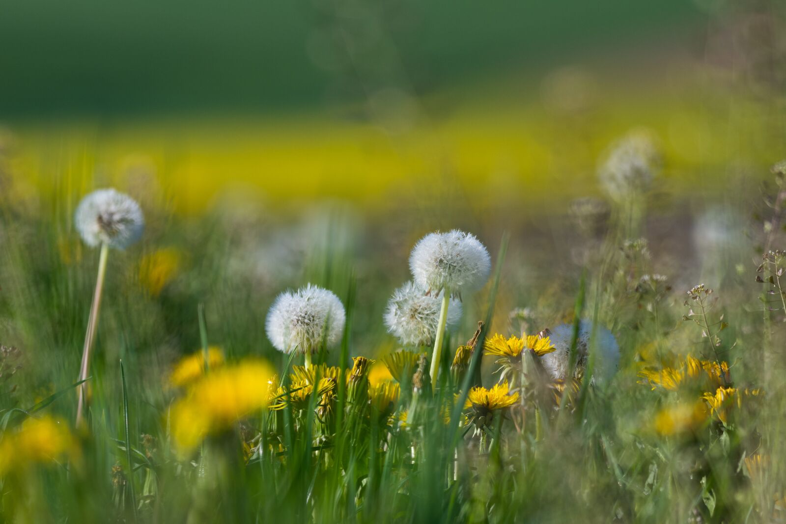 Nikon Z7 sample photo. Flowers, dandelion, pointed flower photography