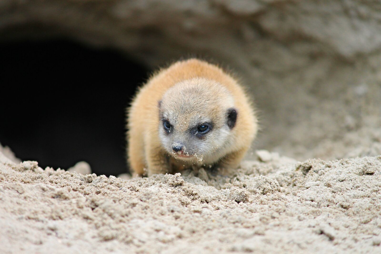 Canon EOS 1100D (EOS Rebel T3 / EOS Kiss X50) sample photo. Meerkat, young, young animal photography
