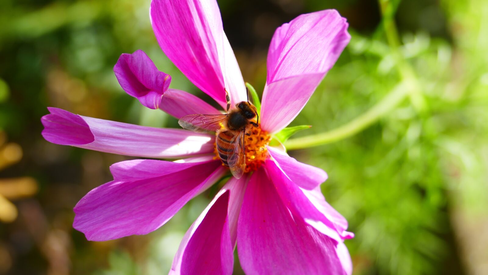 Panasonic Lumix DMC-FZ1000 sample photo. Purple, flower, bee photography