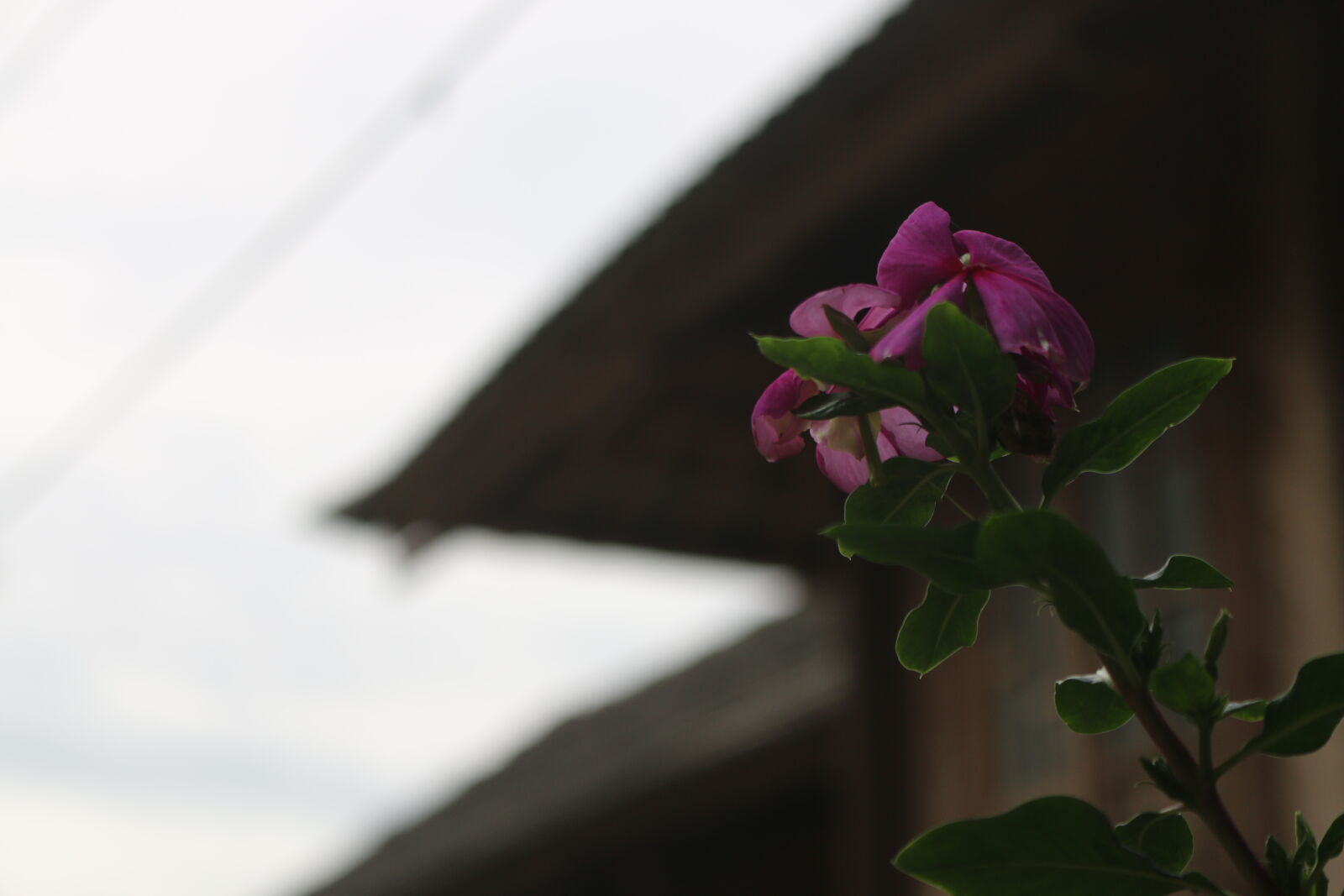 Canon EOS 70D sample photo