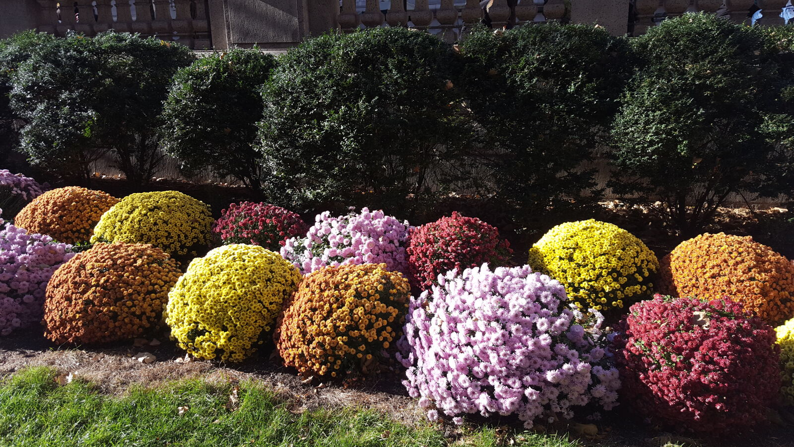 Samsung Galaxy S6 sample photo. Autumn, colours, mums photography