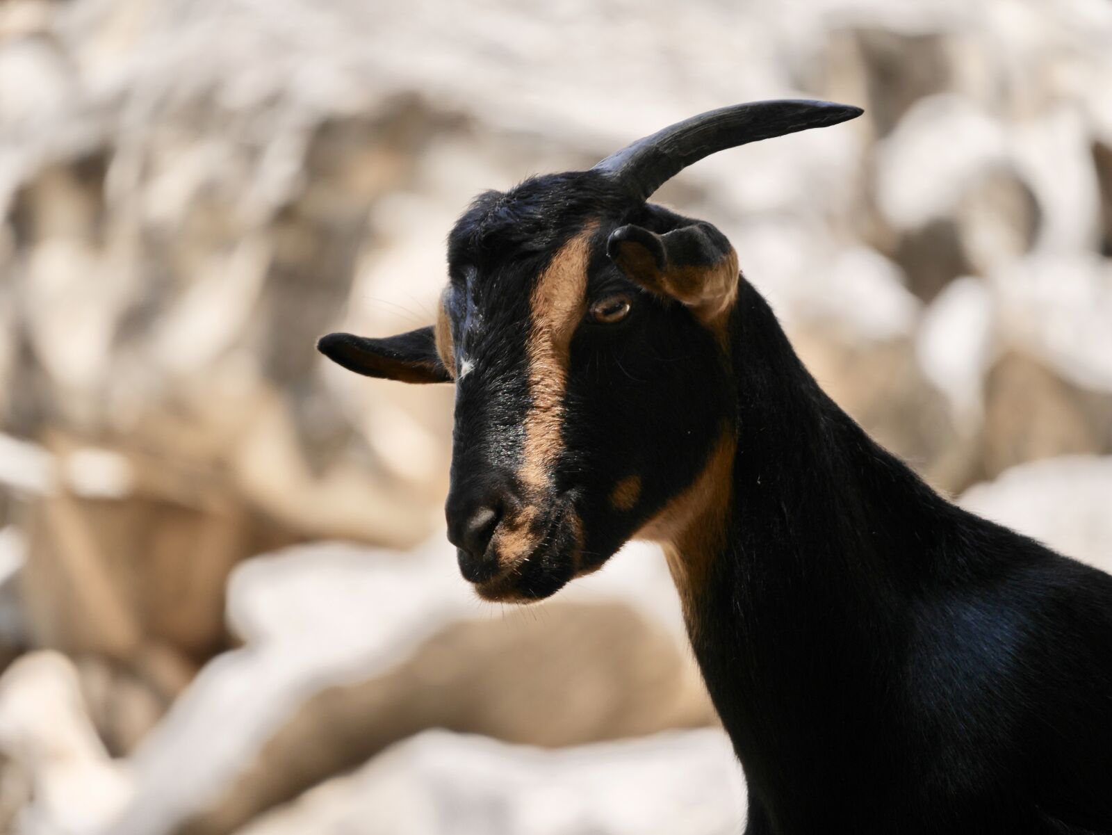 Panasonic Lumix DMC-GX7 sample photo. Goat, cyprus, wilderness photography