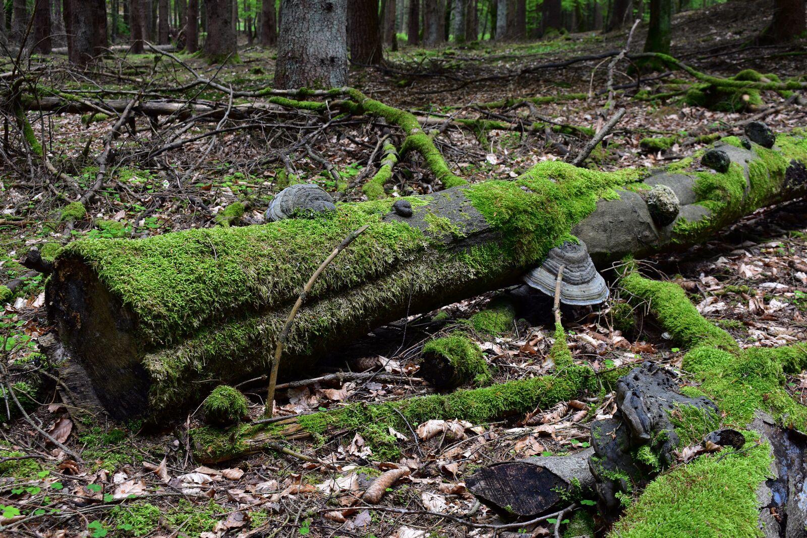 Nikon D3400 sample photo. Moss, nature, forest photography