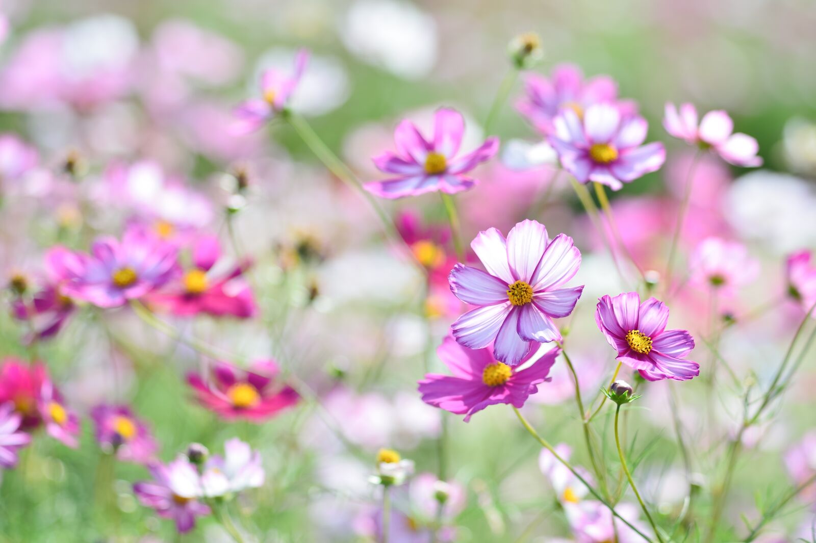 Nikon Df sample photo. Landscape, plant, flowers photography