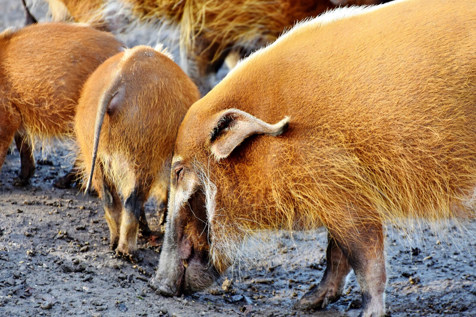 Nikon D7200 sample photo. Beard pig, pig, boar photography