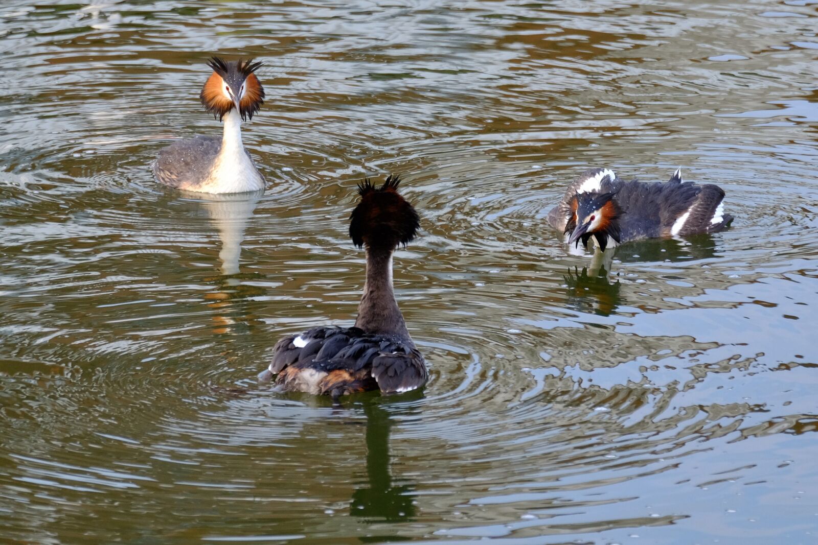 Fujifilm X-T10 sample photo. Great crested grebe, water photography