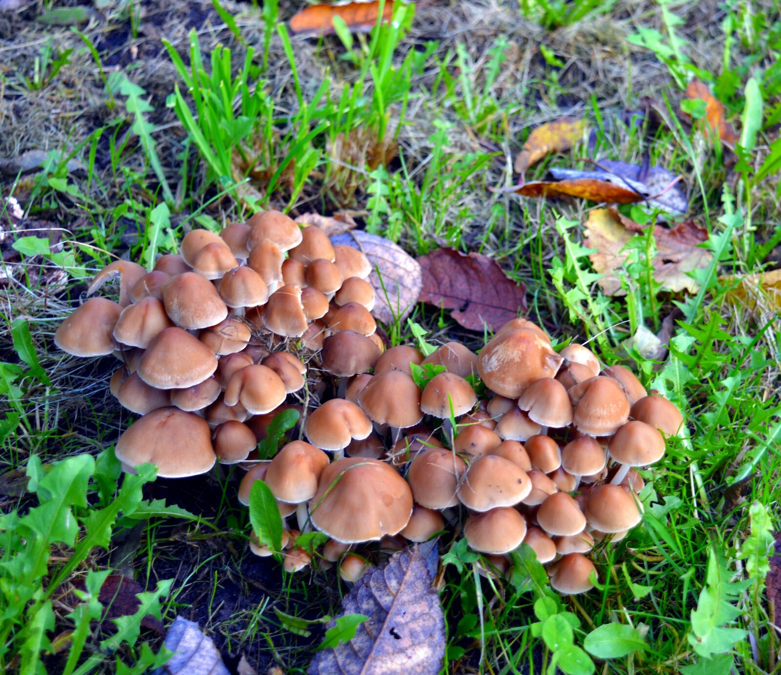 Nikon D3200 sample photo. Mushrooms, fungi, plant photography