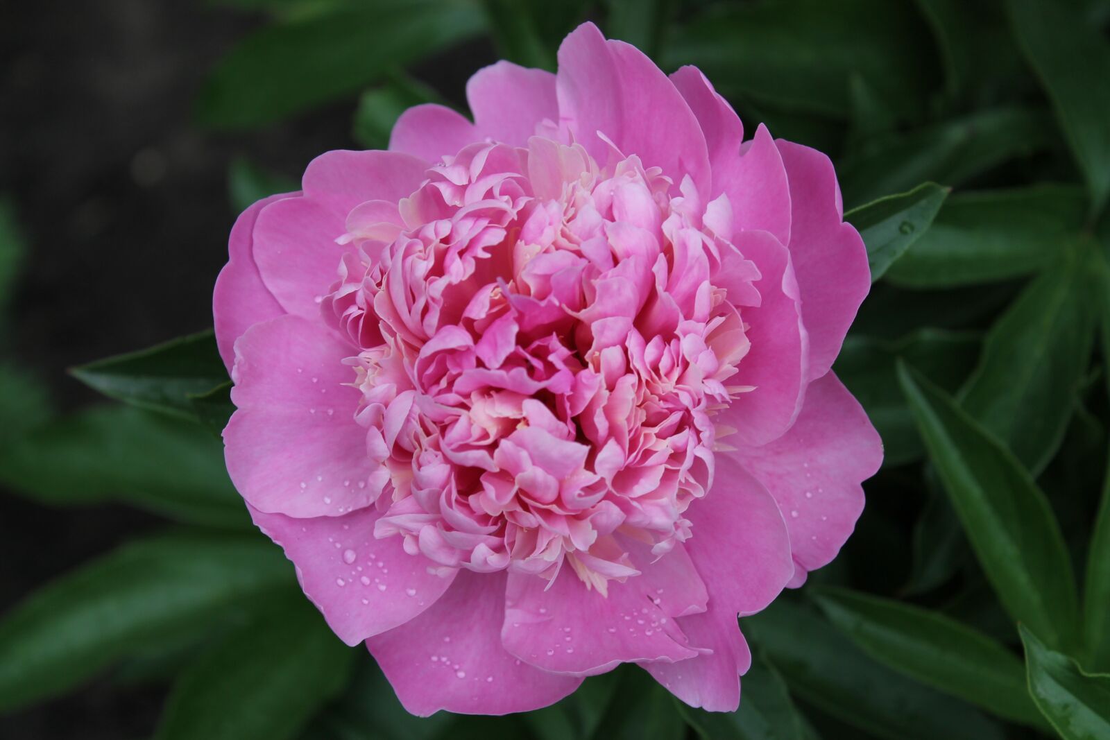 Canon EOS 1100D (EOS Rebel T3 / EOS Kiss X50) sample photo. Peony, flower, pink peony photography
