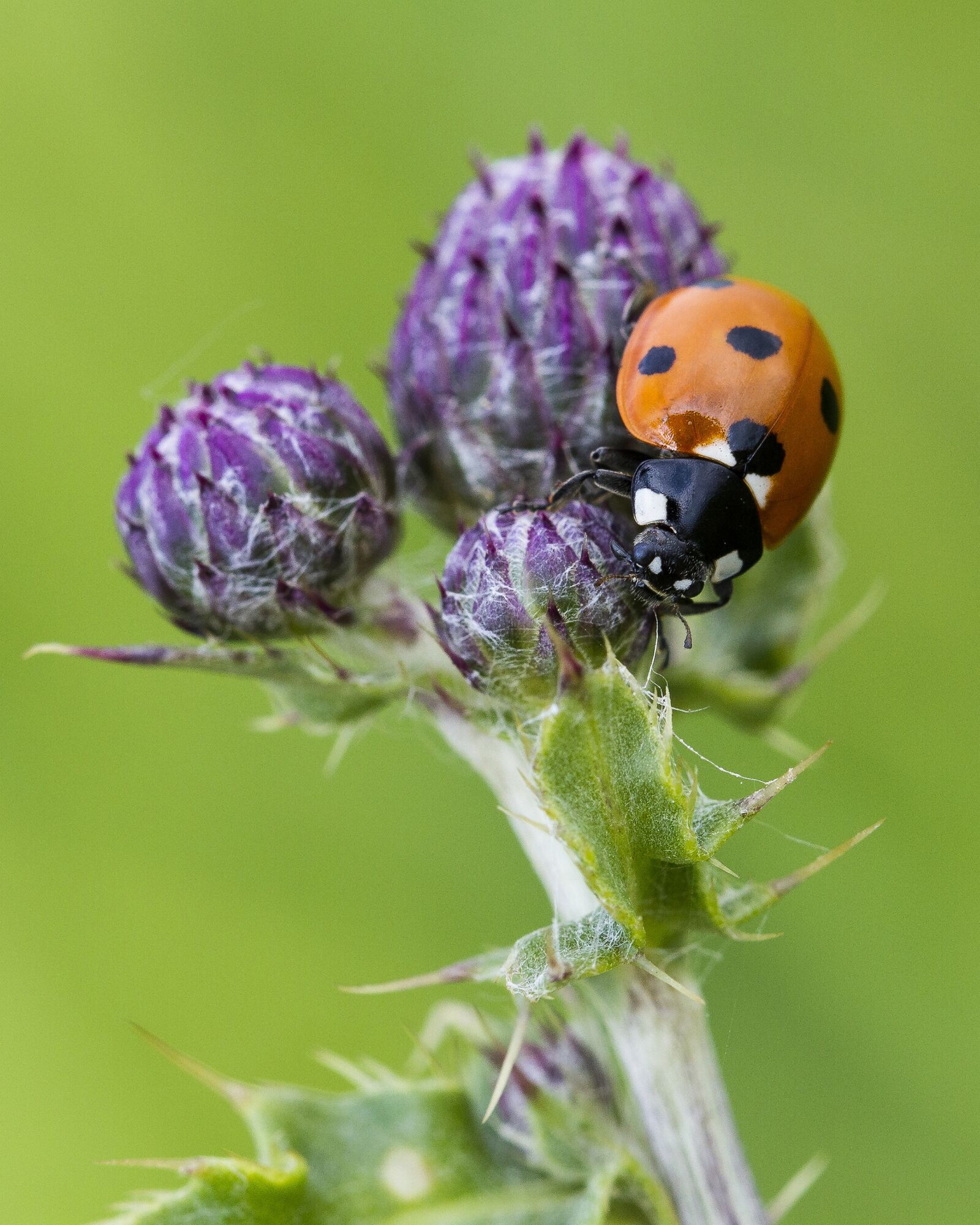 Canon EOS 7D sample photo. Ladybird, insect, thistle photography