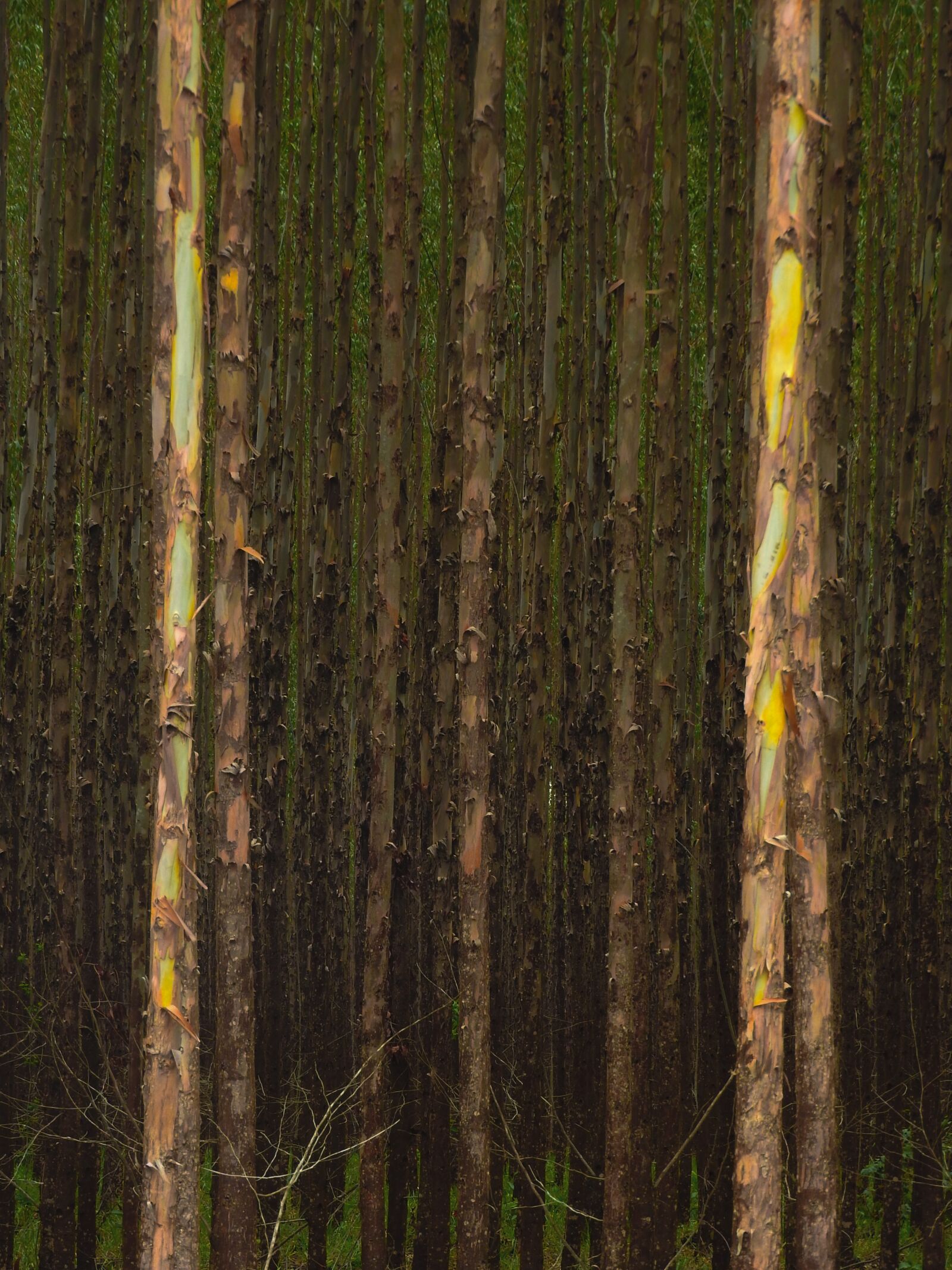 Nikon Coolpix P610 sample photo. Wood, forest, nature photography