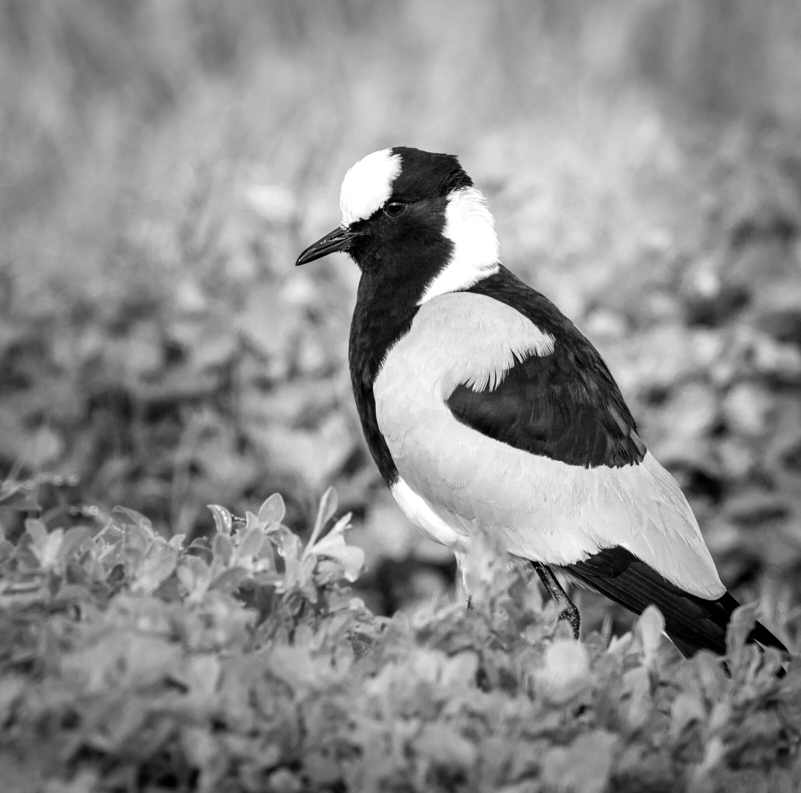M.300mm F4.0 + MC-14 sample photo. Blacksmith plover, lapwing, plover photography
