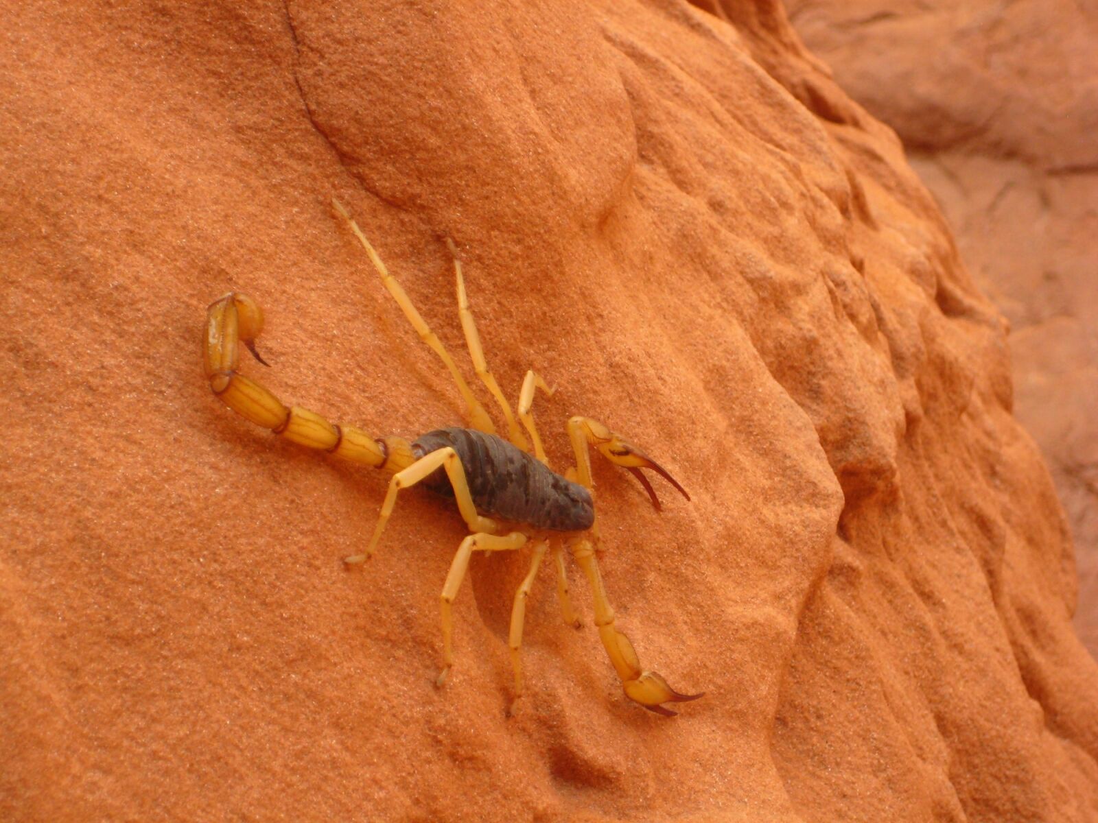 Canon POWERSHOT SD750 sample photo. Giant hairy scorpion, wildlife photography