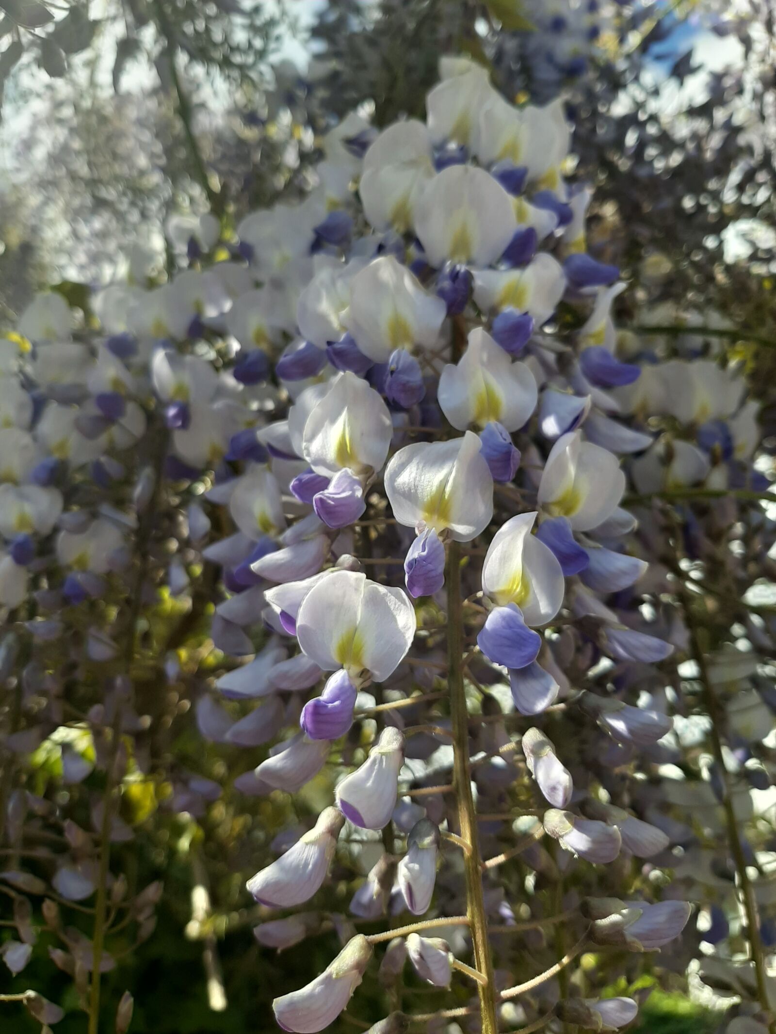 Samsung Galaxy A50 sample photo. Flowers, tree, bush photography