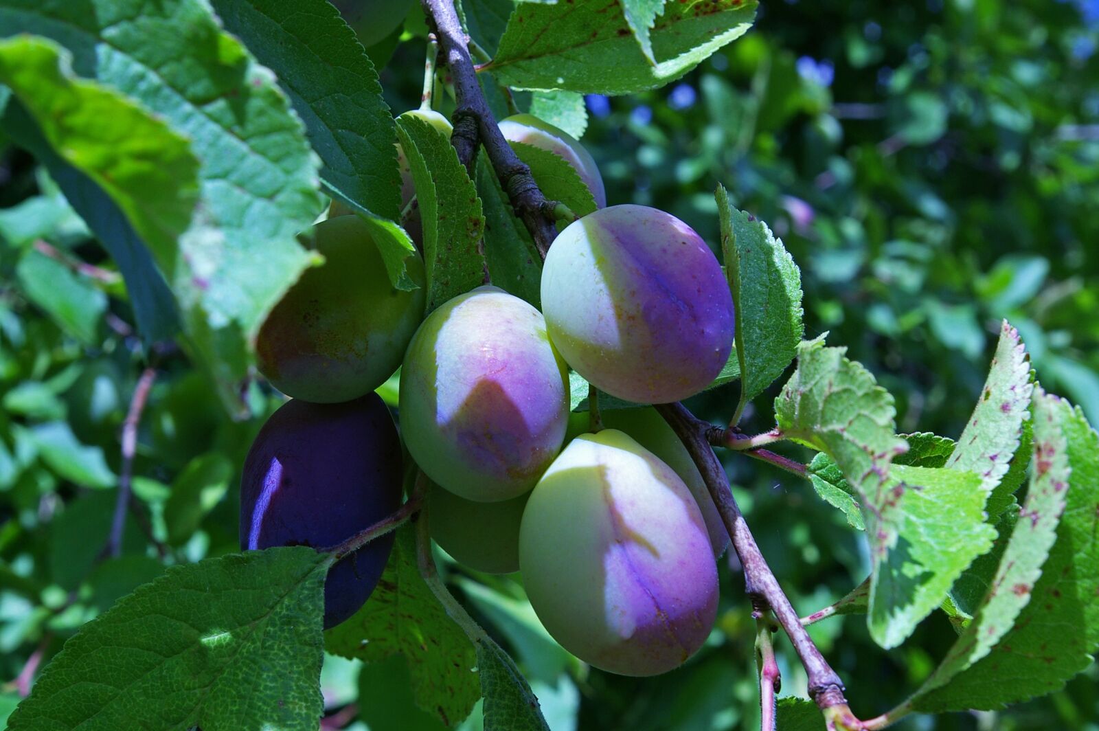 Pentax *ist DL2 sample photo. Plums, immature, plum tree photography