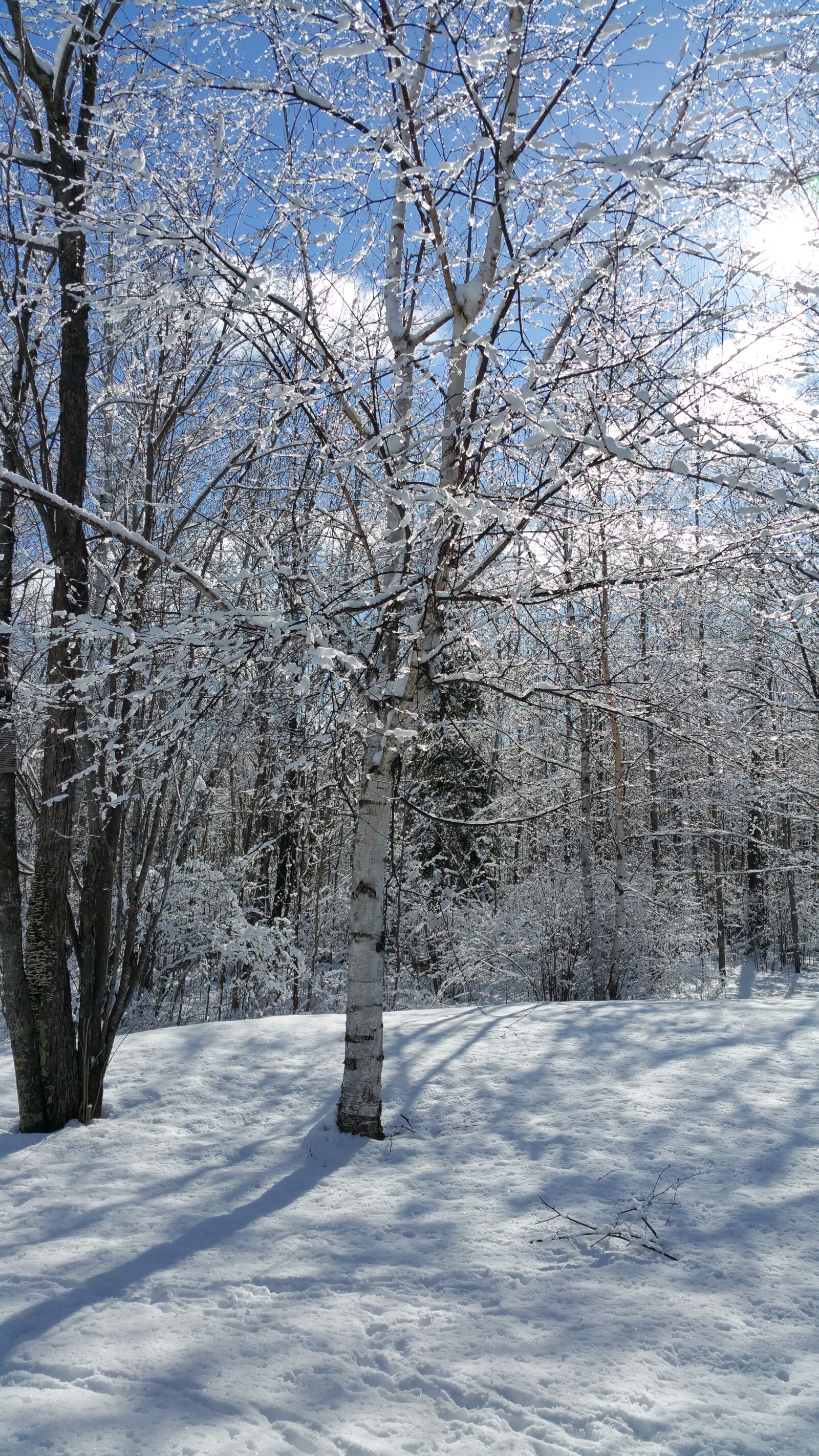 Samsung Galaxy Note4 sample photo. Fresh snow, winter morning photography