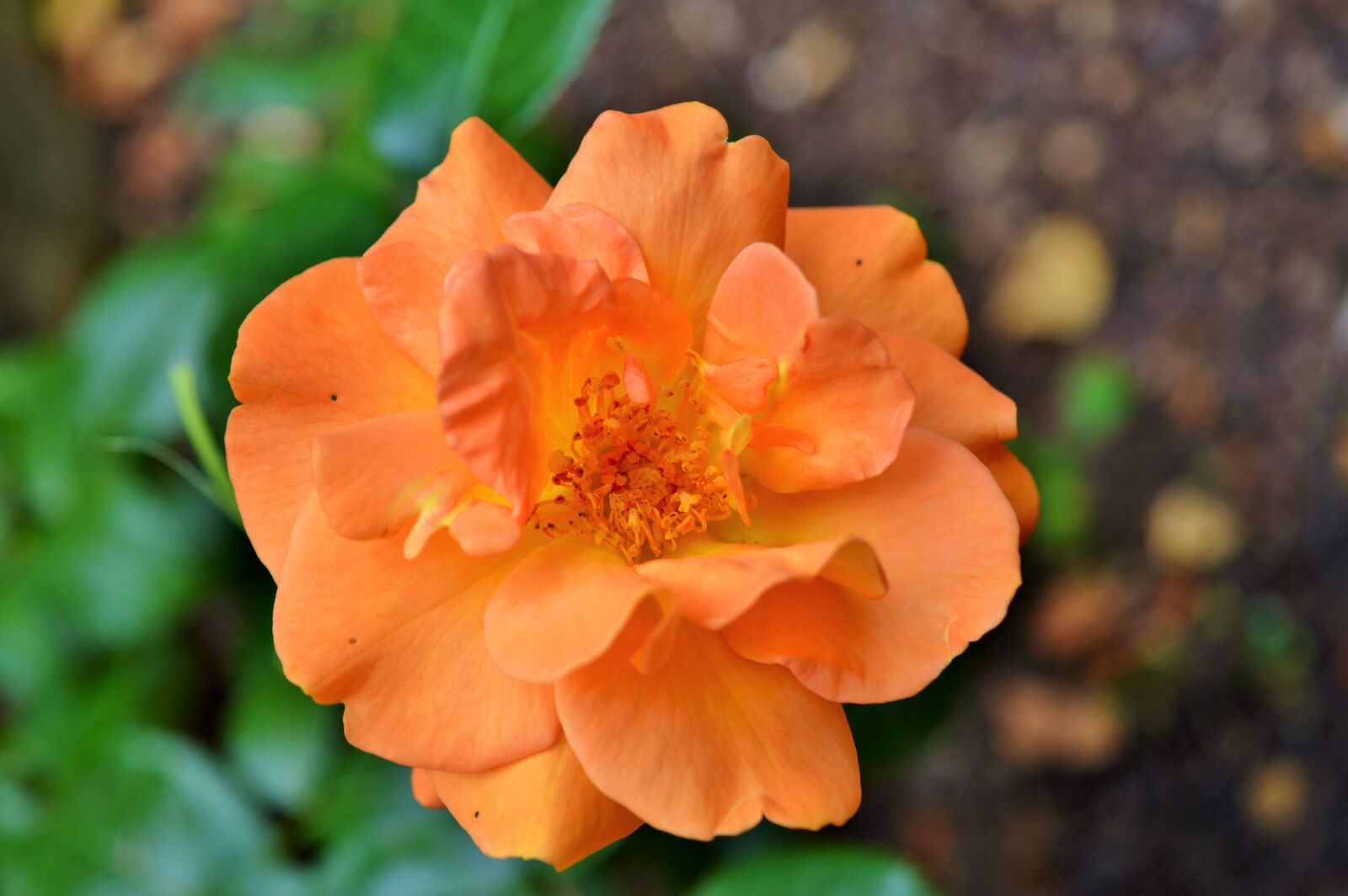 Nikon D3200 sample photo. Rose, flower, blossom photography