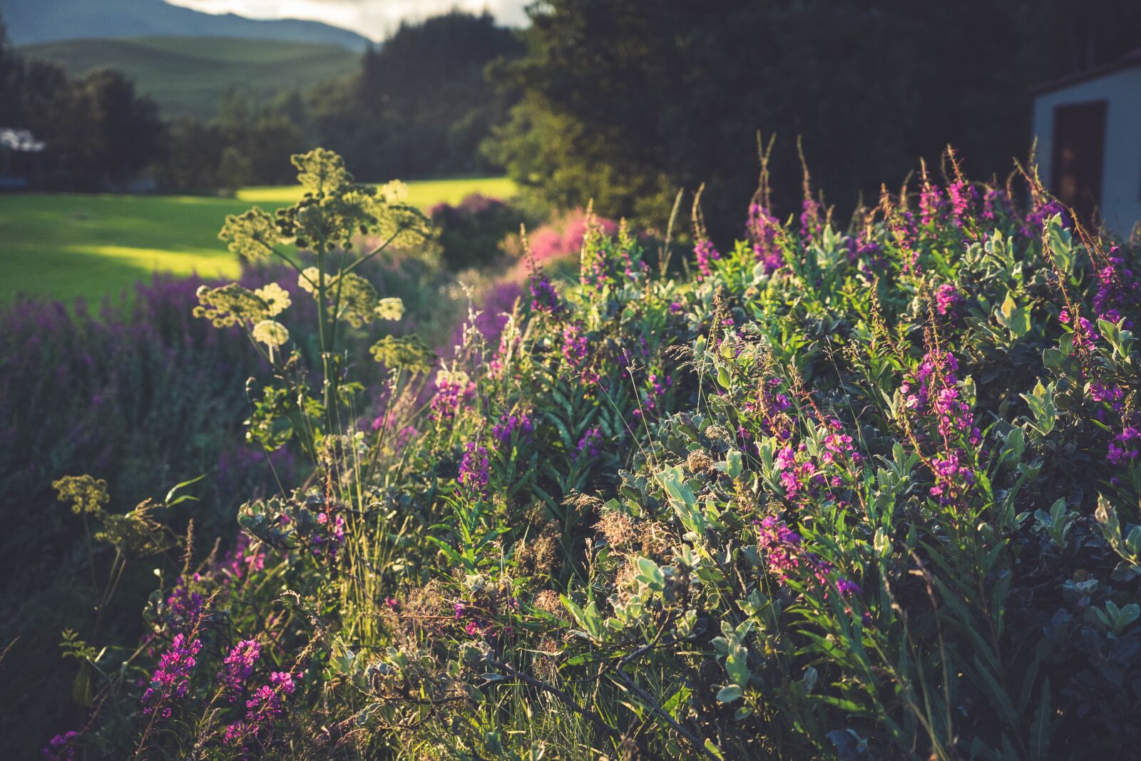 Sony a7 II + Sony FE 24-105mm F4 G OSS sample photo. Landscape, flowers, nature photography