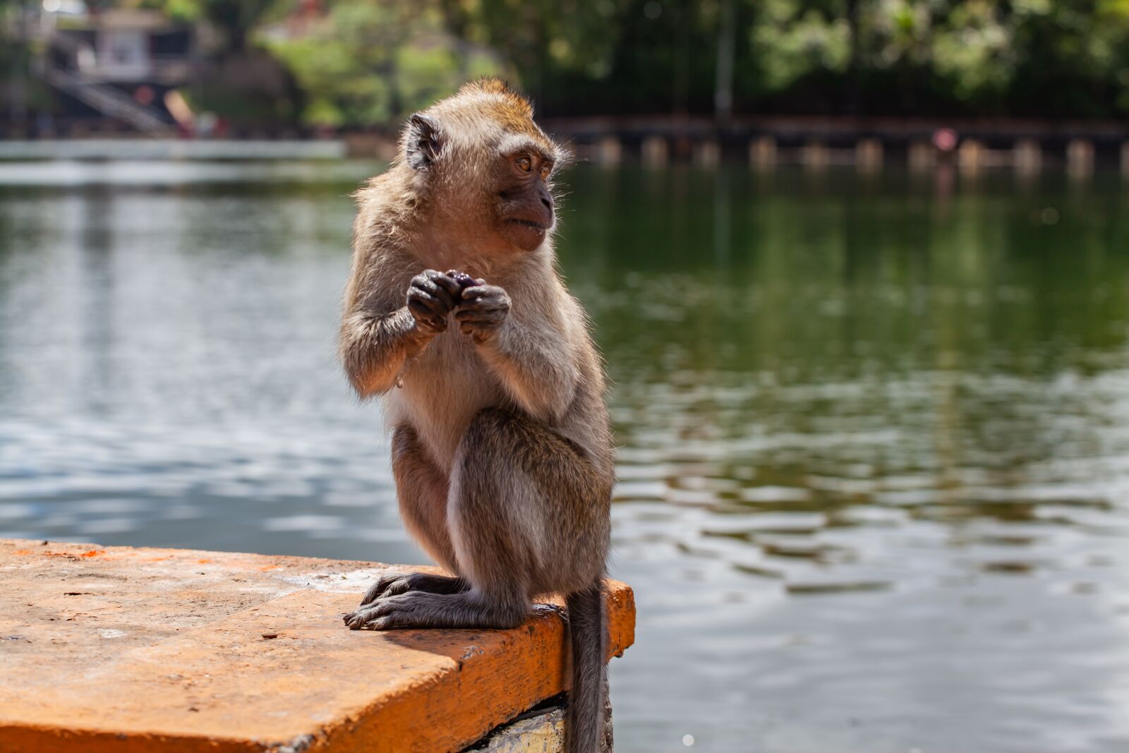 Canon EF 70-200mm F4L USM sample photo. Long tailed macaque, crab-eating photography