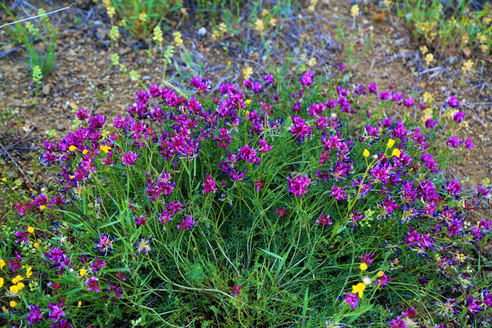 Canon EF 24-105mm F4L IS USM sample photo. Flowers, spring, nature photography