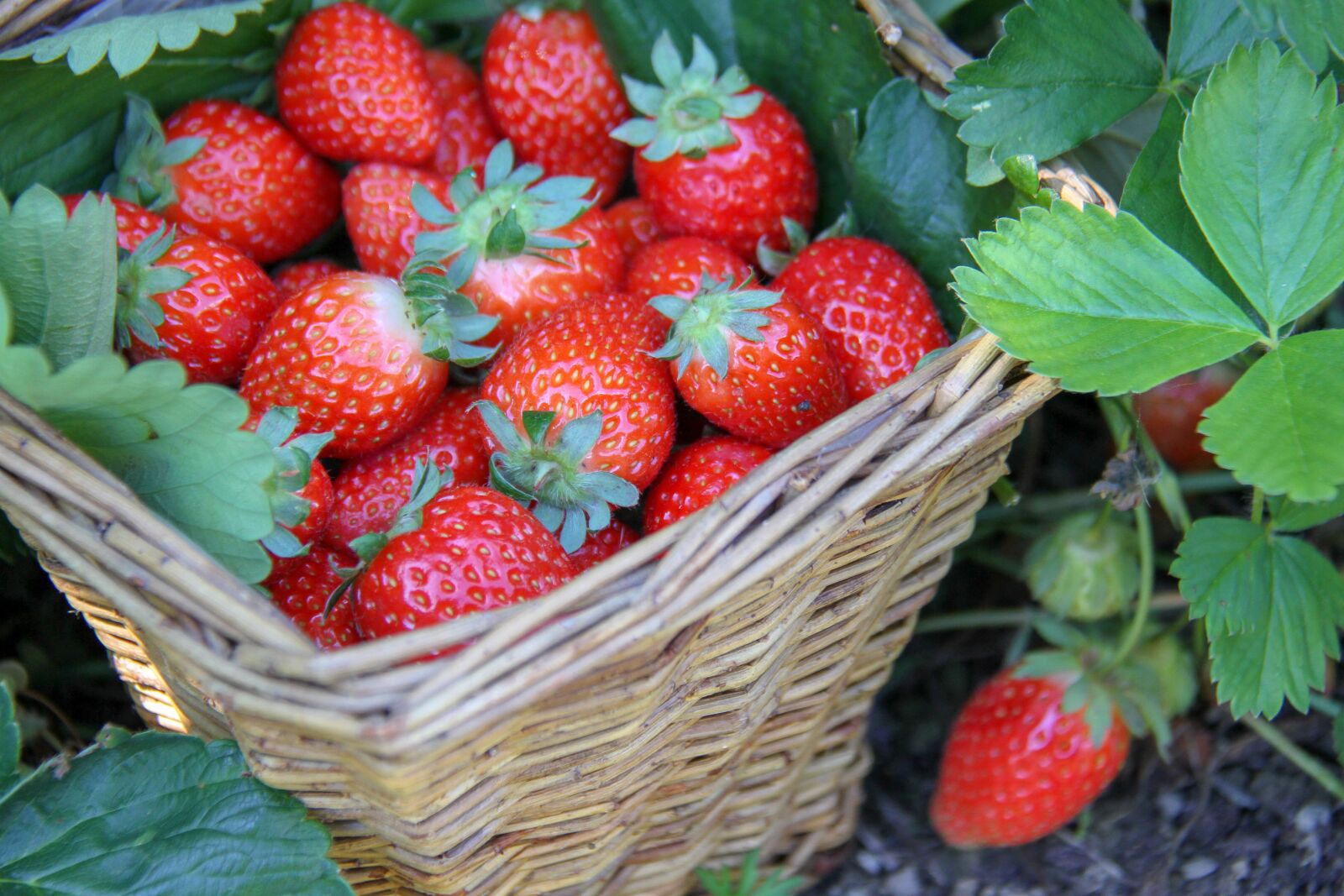 Canon EOS 7D sample photo. Strawberries, garden, fruit photography