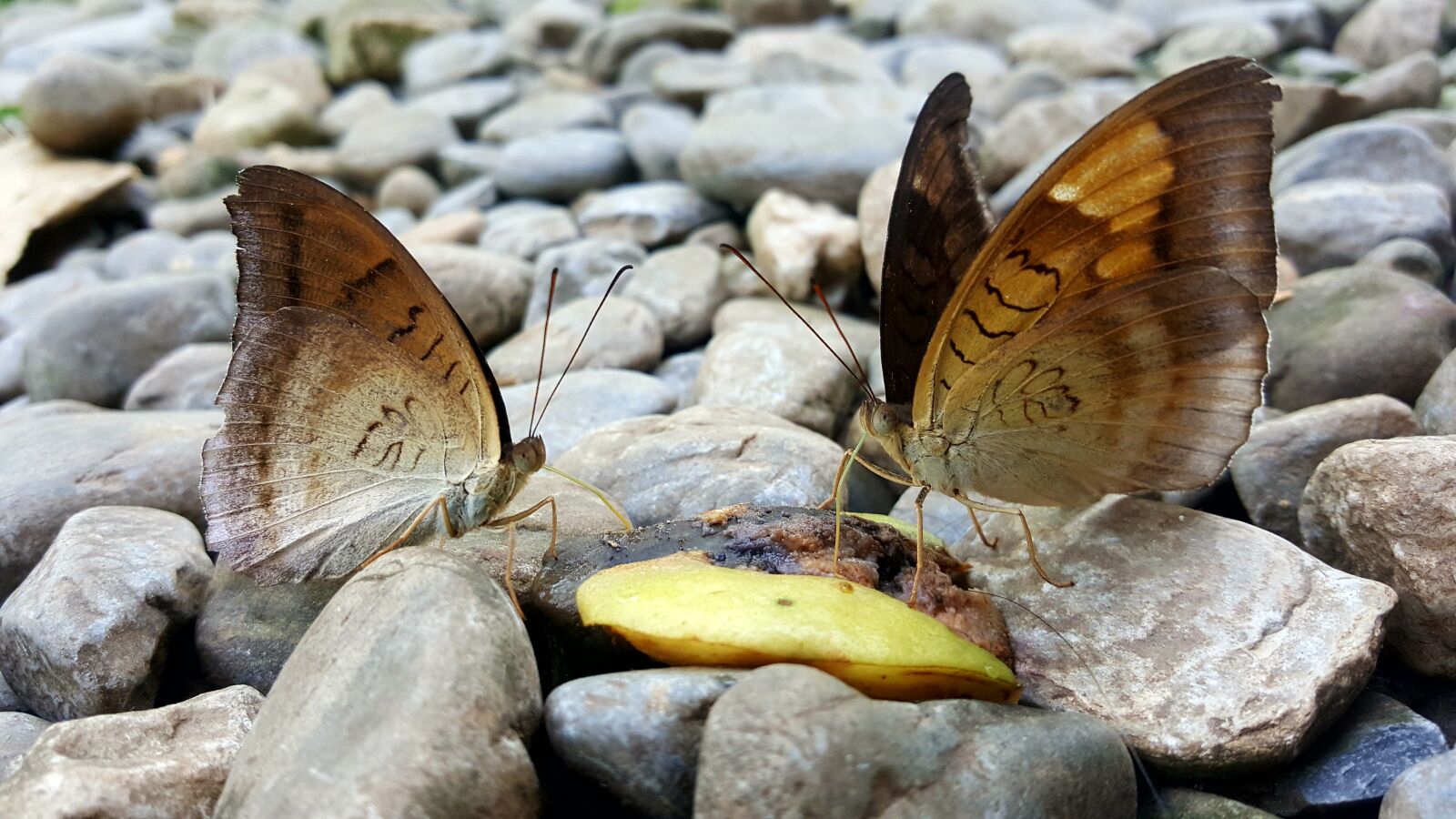 Samsung GALAXY S6 edge sample photo. Butterfly, date, nector photography