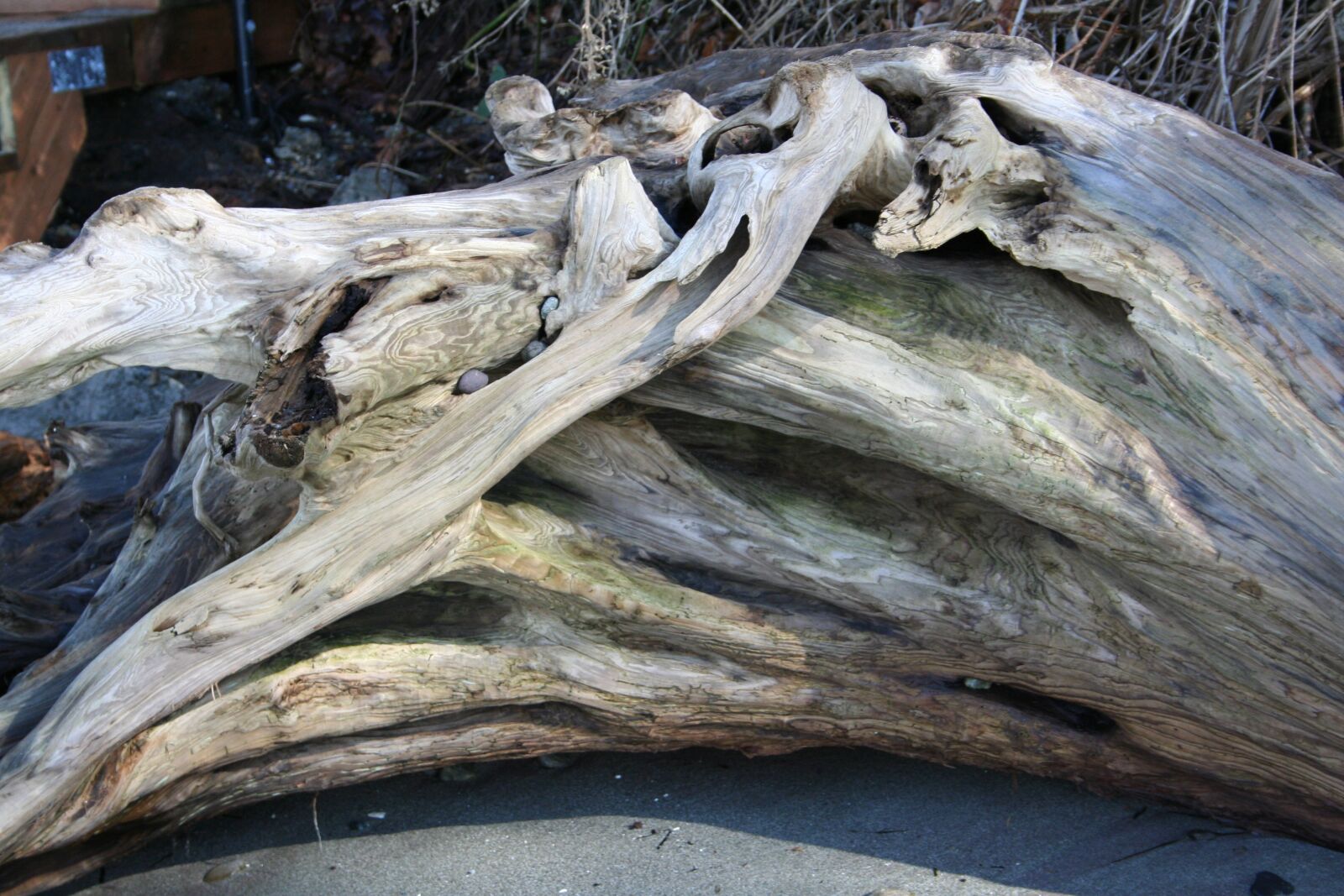 Canon EOS 350D (EOS Digital Rebel XT / EOS Kiss Digital N) sample photo. Driftwood, nature, wood photography