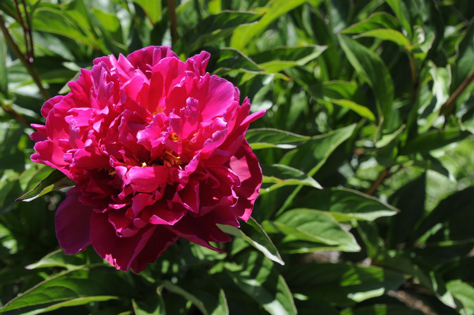 Nikon D300 sample photo. Flower, peony, pentecost photography