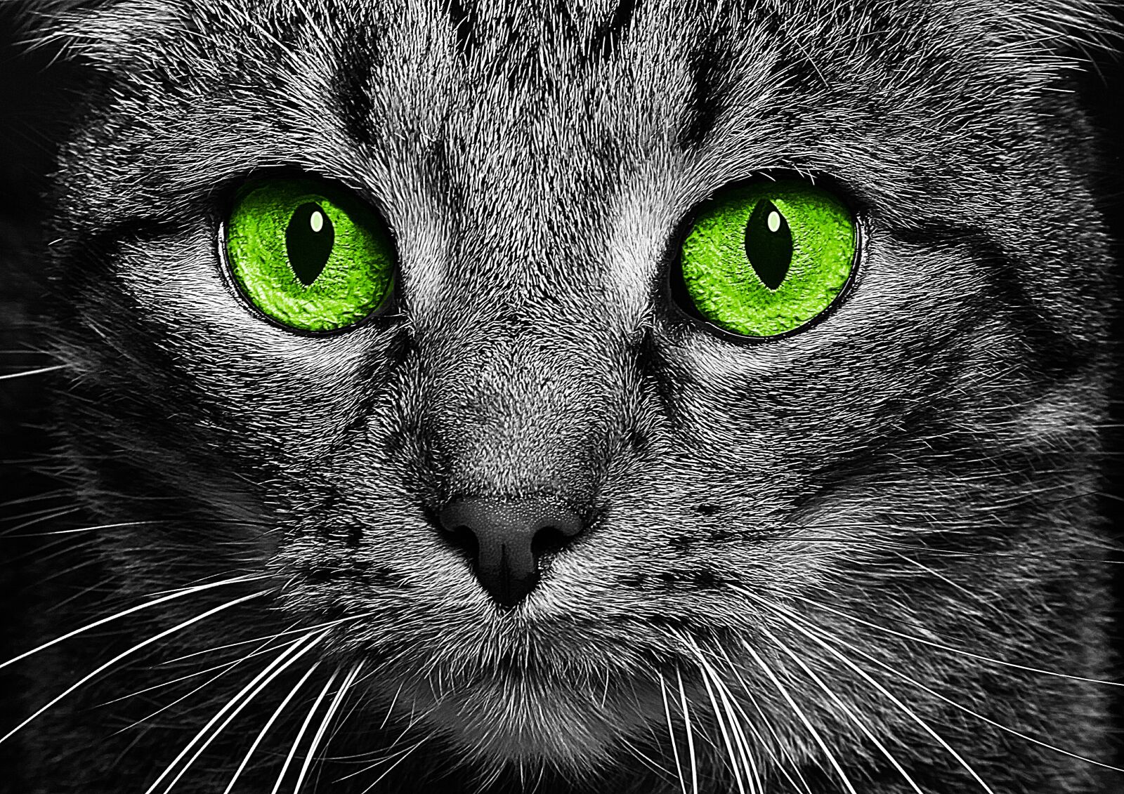 Canon EOS 50D sample photo. Cat, green eyes, cat's photography