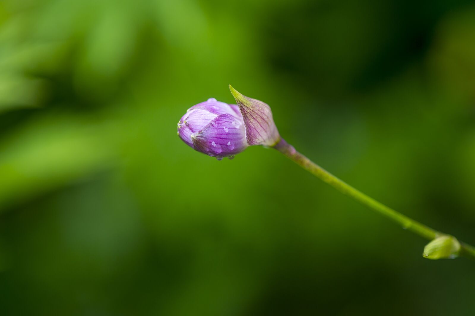 Nikon D3S sample photo. Flowers, nature, wildflower photography