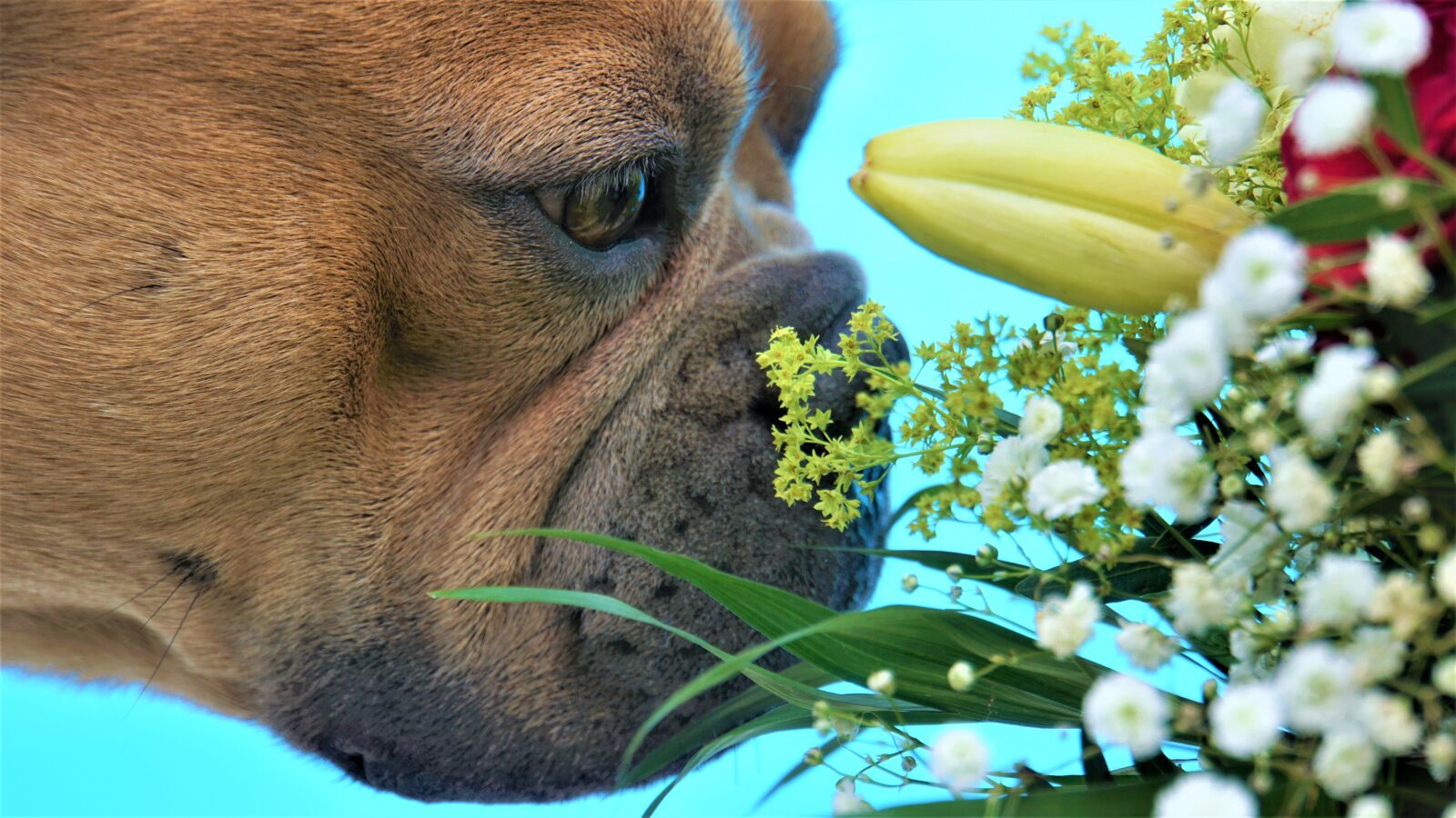 Sony E 18-200mm F3.5-6.3 OSS LE sample photo. French bulldog, taster, flowers photography