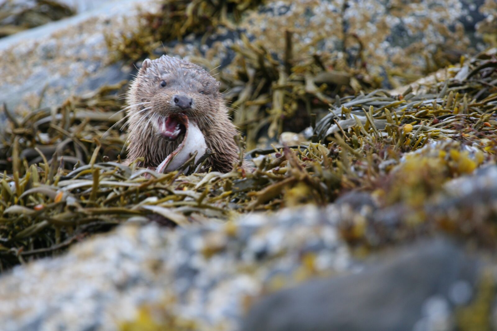 Canon EOS 20D sample photo. Otter, eat, outdoor photography