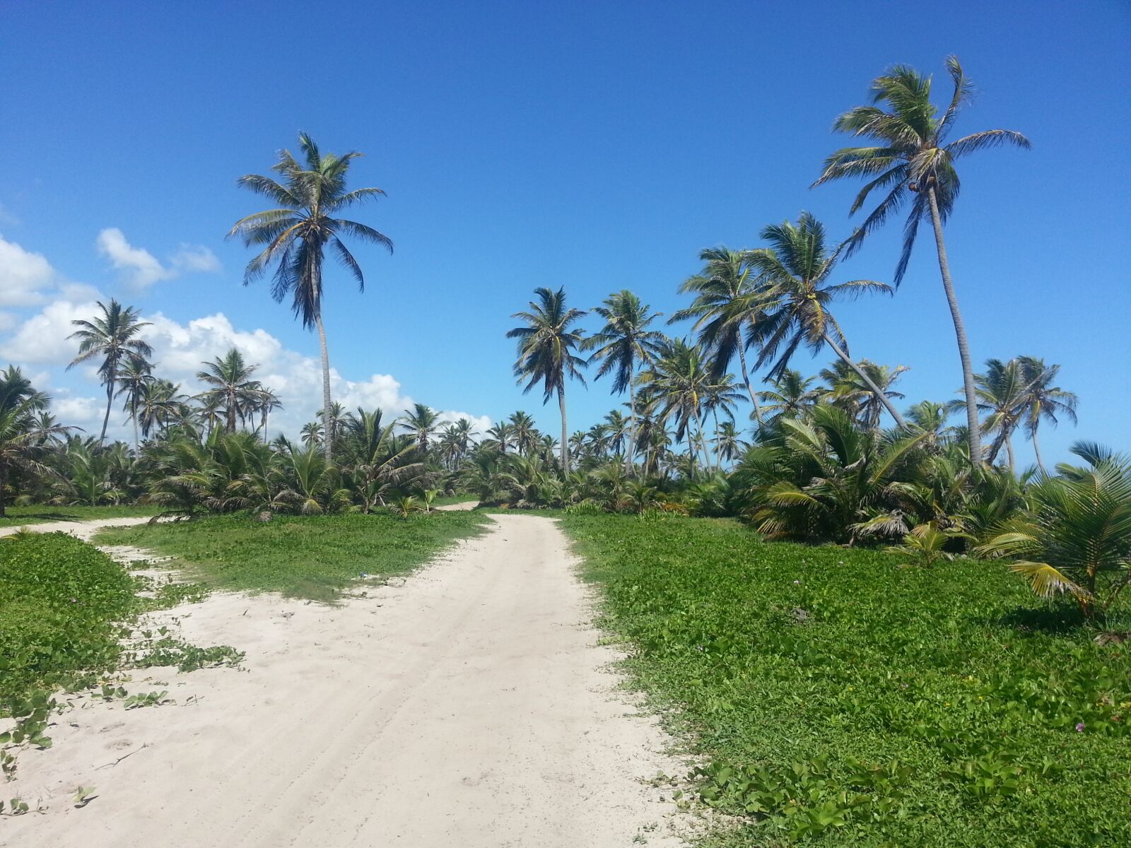 Samsung Galaxy S3 sample photo. Palm trees, sand road photography