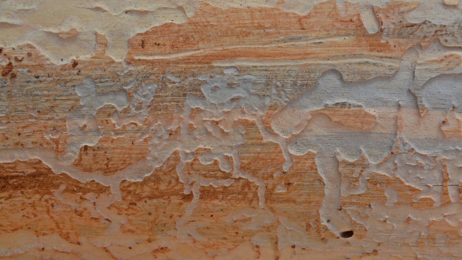 Nikon D5200 sample photo. Background, pattern, texture photography