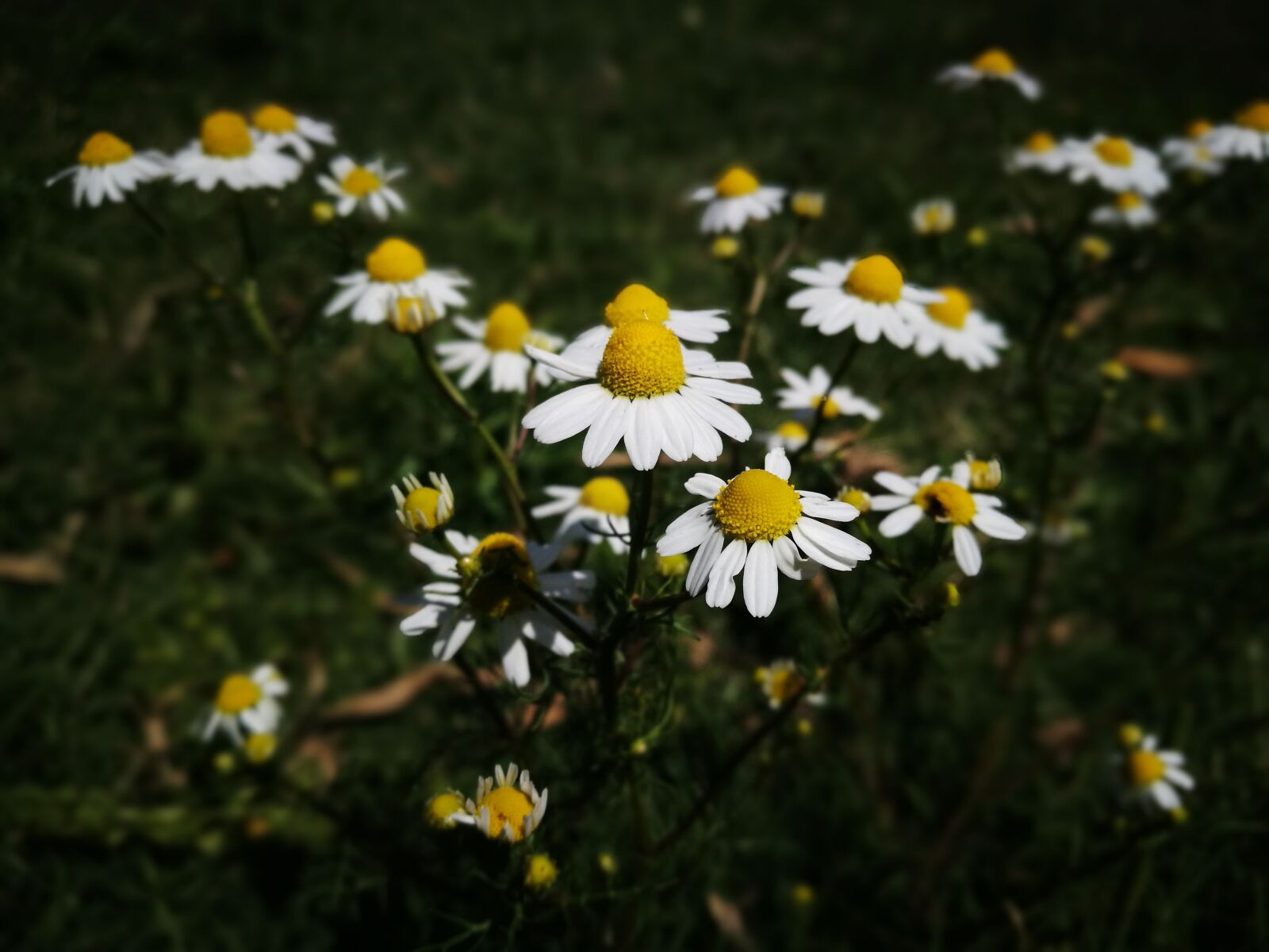HUAWEI P9 Plus sample photo. Flower, flowers, white photography