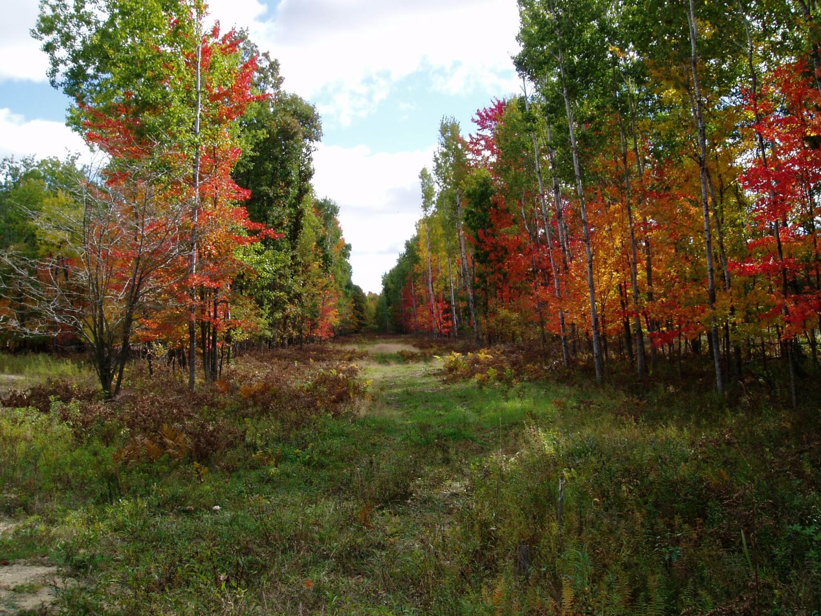 Olympus u10D,S300D,u300D sample photo. Natural, trees, forest photography