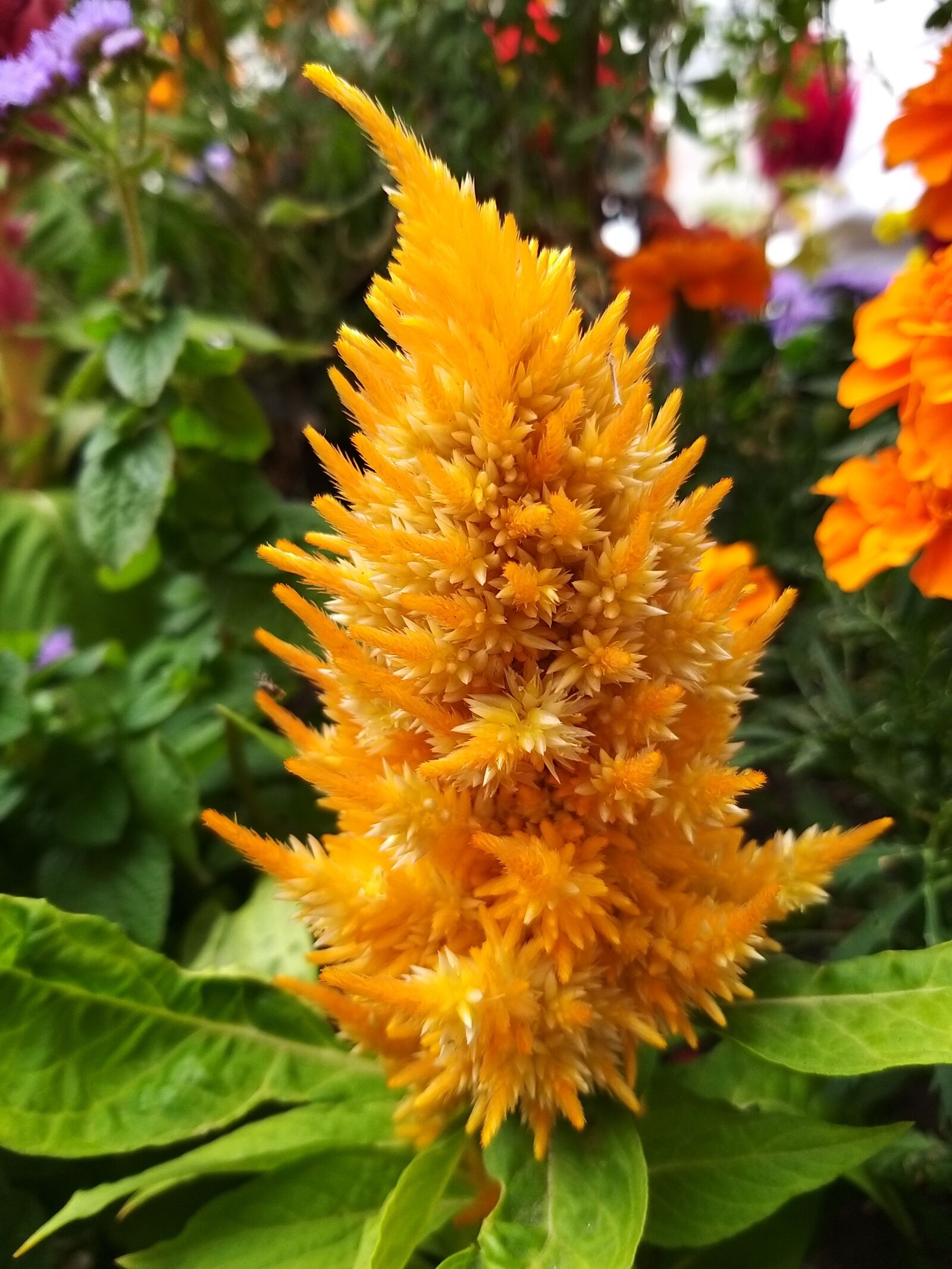 Samsung Galaxy A9 (2018) sample photo. Flower, yellow, colorful photography