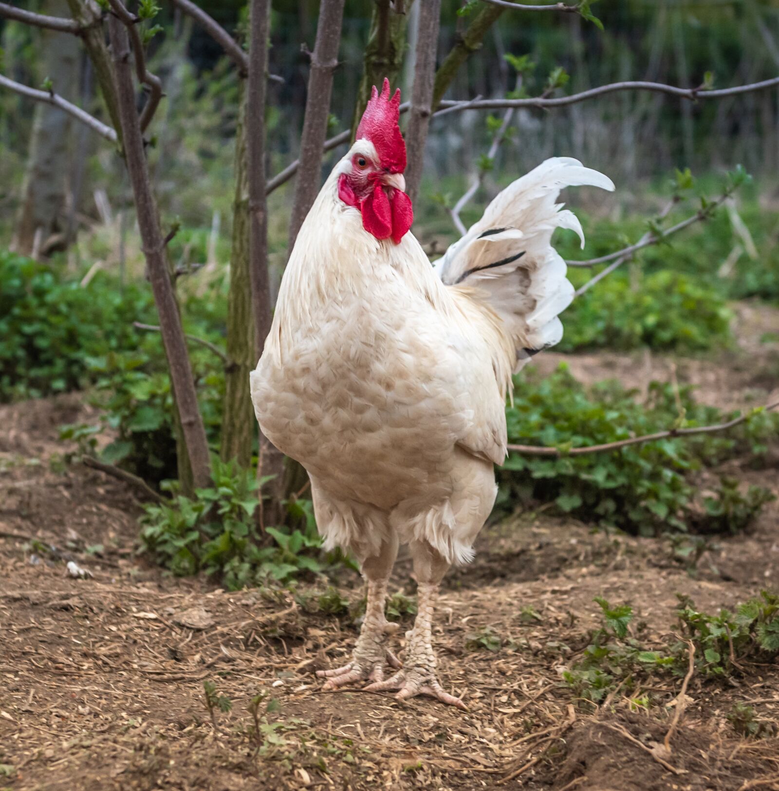 Nikon D750 sample photo. Hahn, farm, outdoor photography