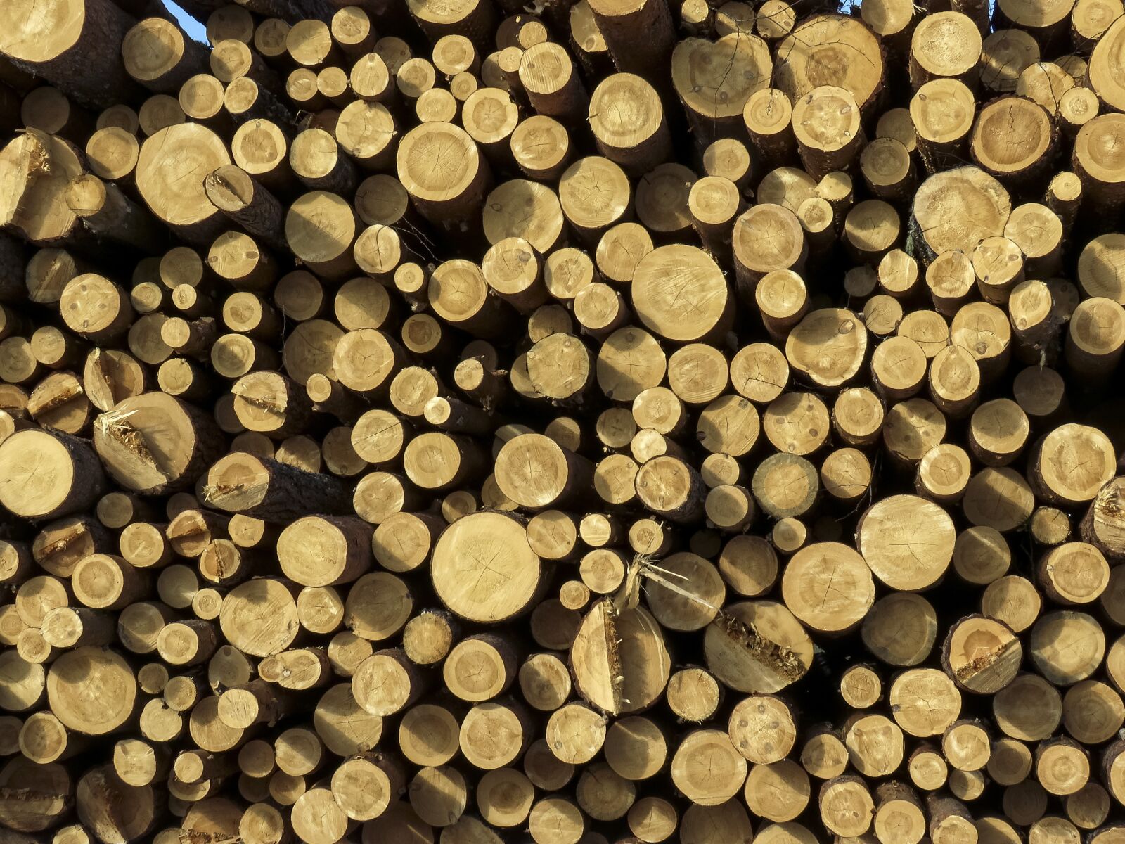 Canon PowerShot SX60 HS sample photo. Logs, stack, boards photography