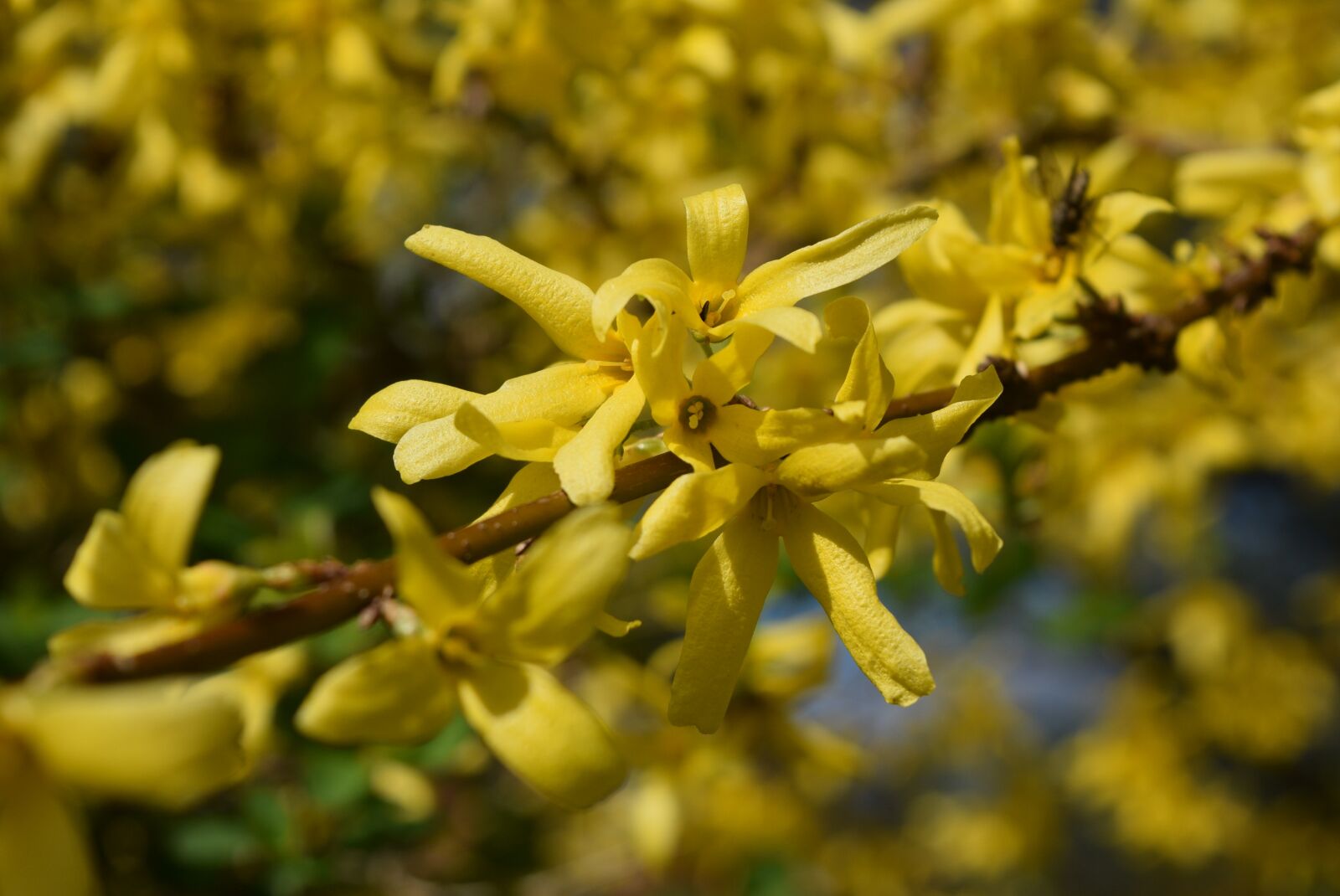 Nikon D5300 sample photo. Nature, plant, flower photography