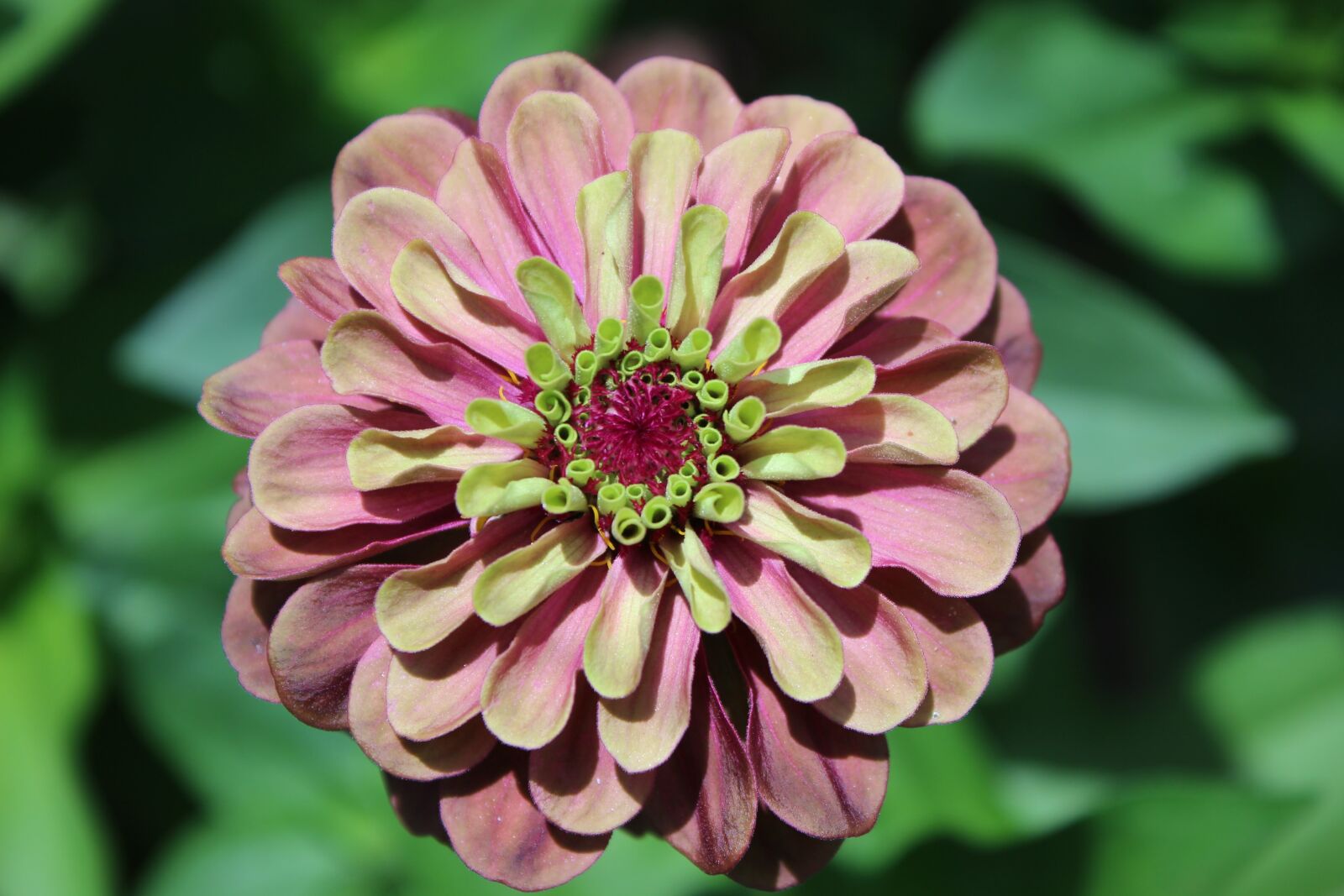 Canon EOS 600D (Rebel EOS T3i / EOS Kiss X5) sample photo. Flower, chrysanthemum, blossom photography