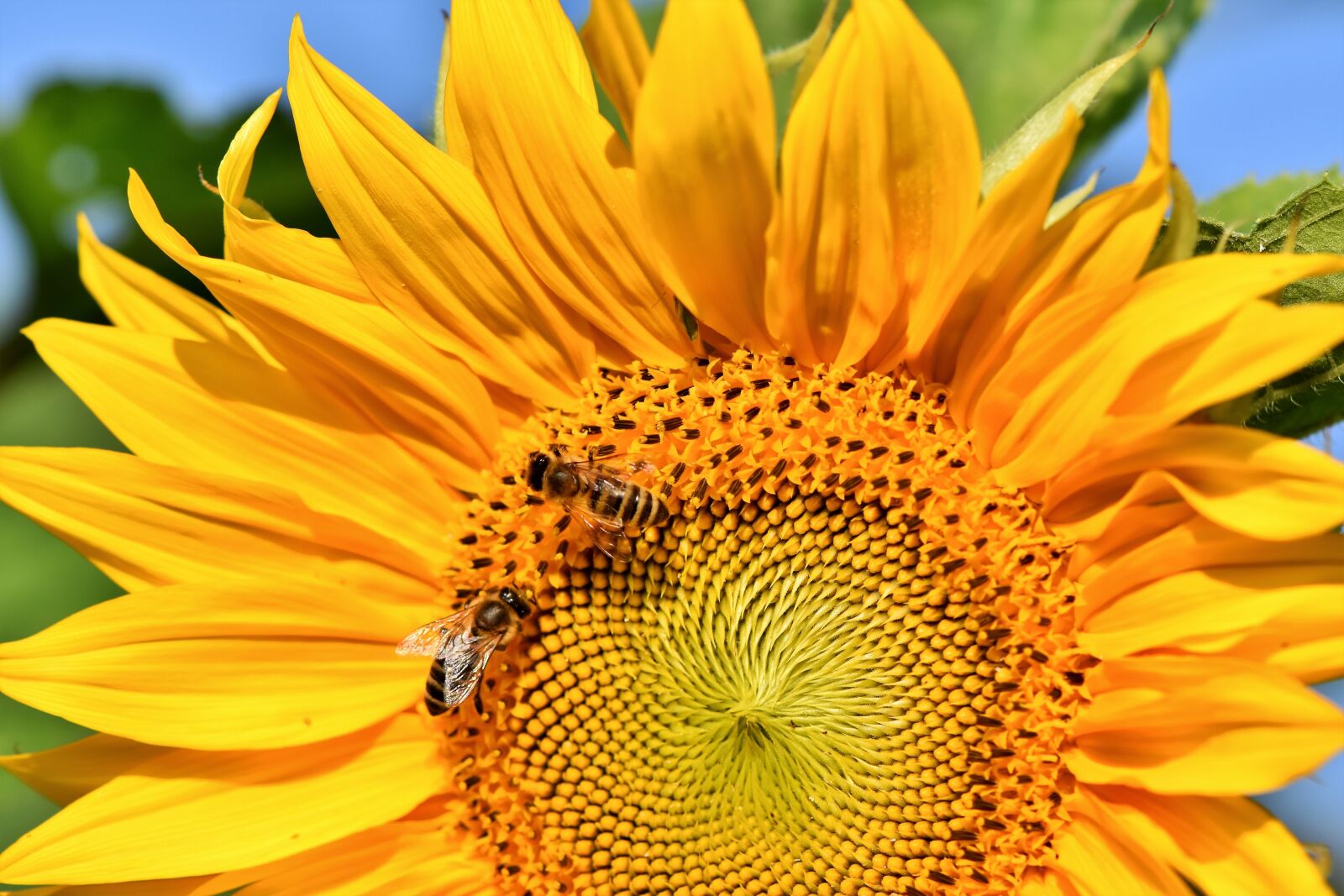 Nikon D7200 sample photo. Sunflower, flower, yellow photography